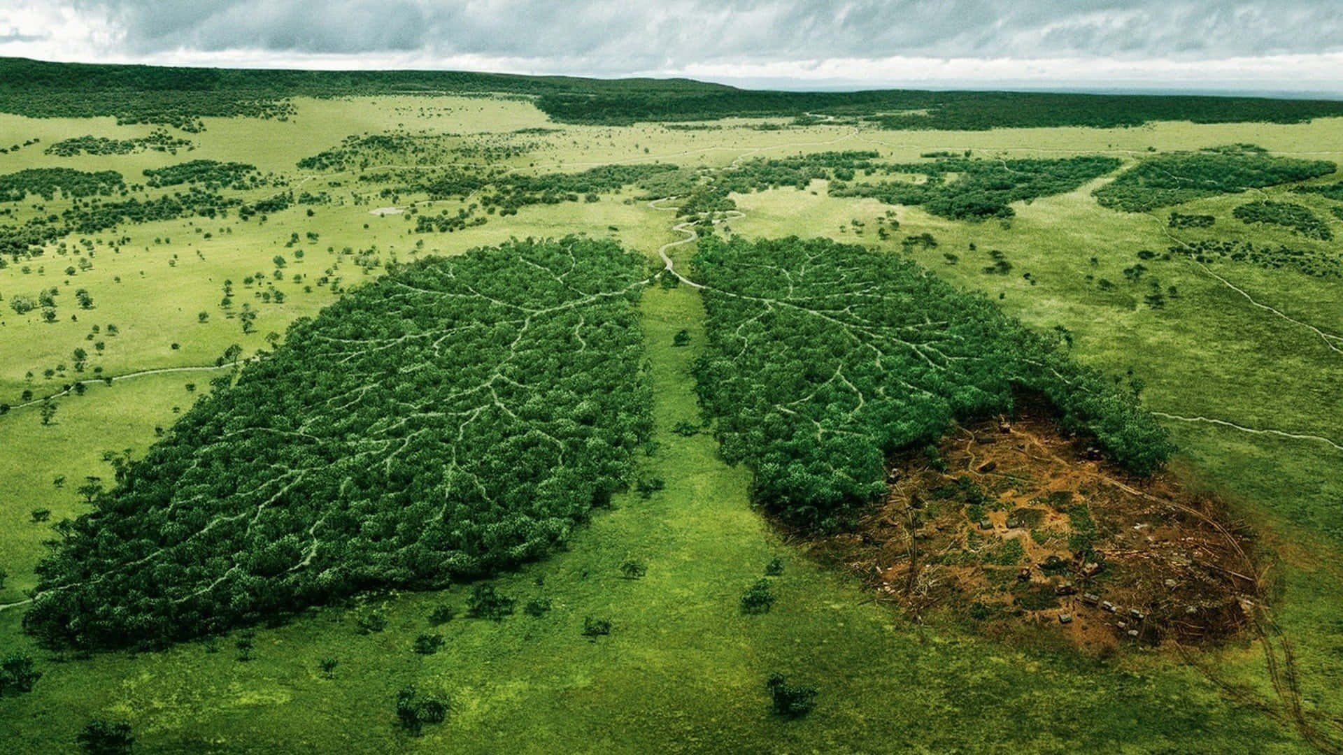 lungs, lush green forest, deforested, Full HD Desktop Wallpaper
