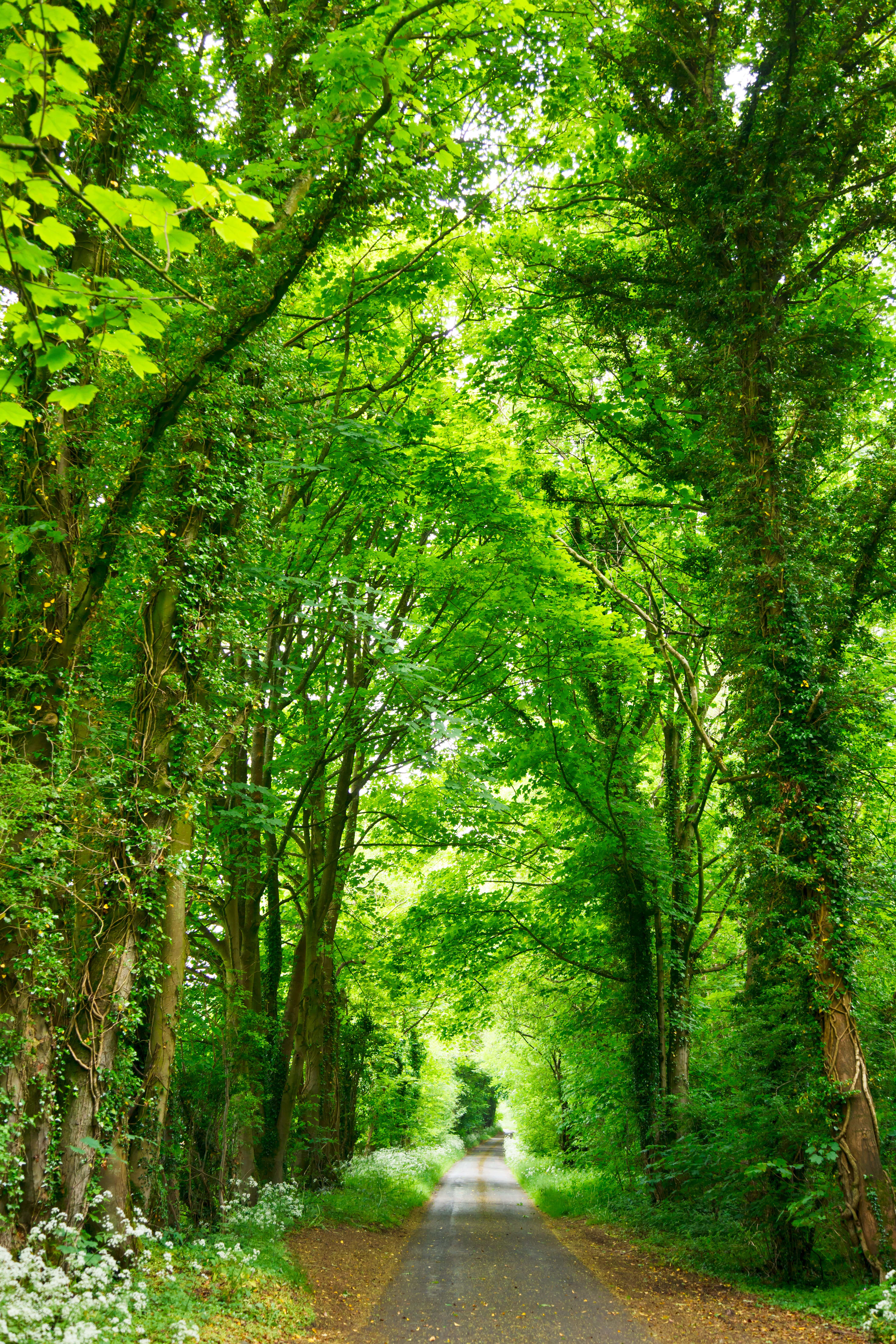 tall trees, winding paved path, lush green forest canopy, 8K Phone Wallpaper