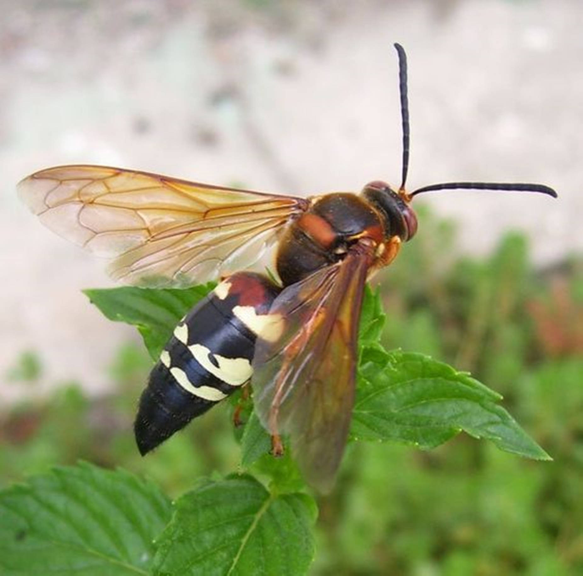 wasp, amber wings, black yellow stripes, HD Desktop Wallpaper