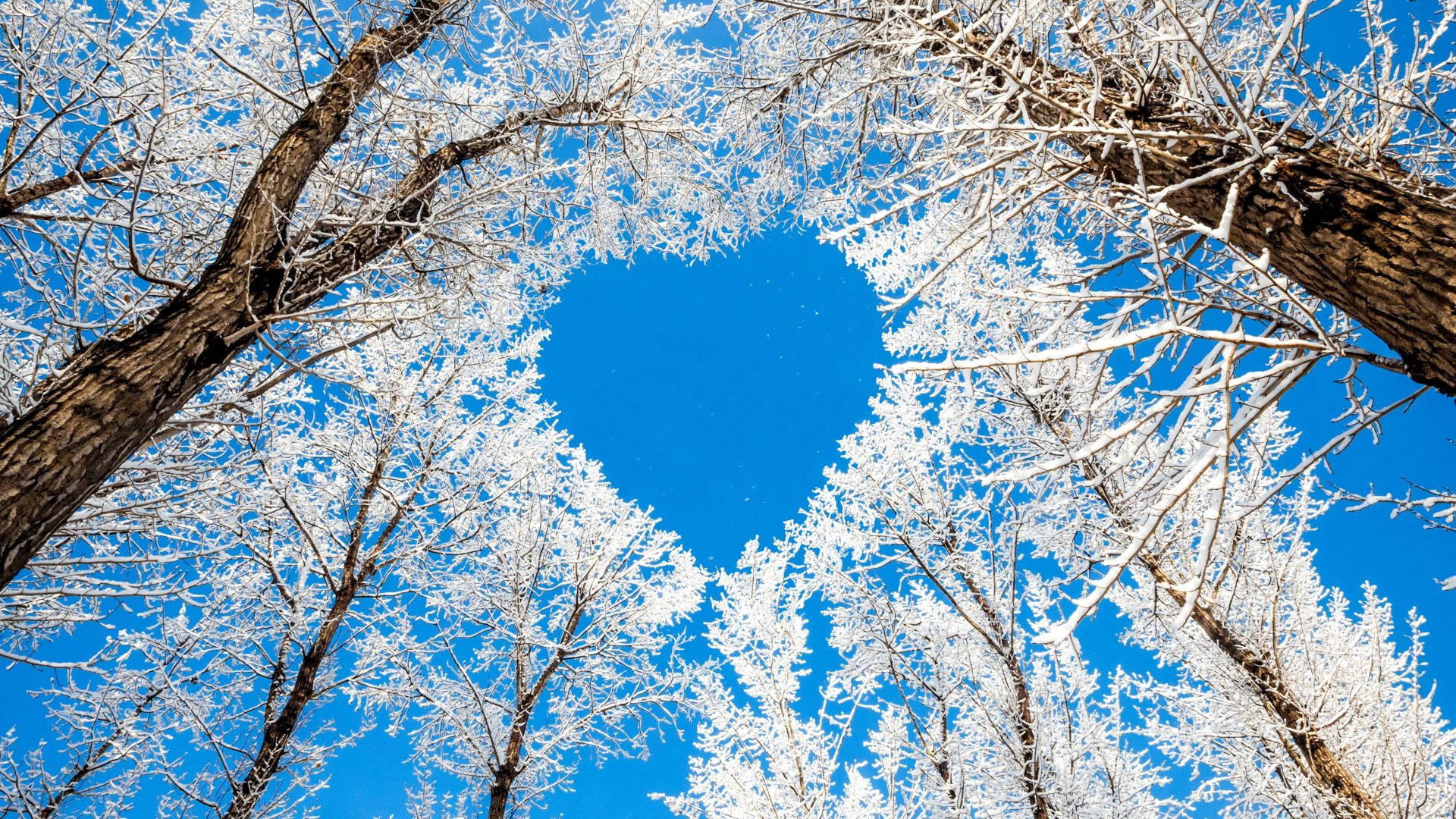 Nature Love, white trees, frozen tree branches, Full HD Desktop Wallpaper