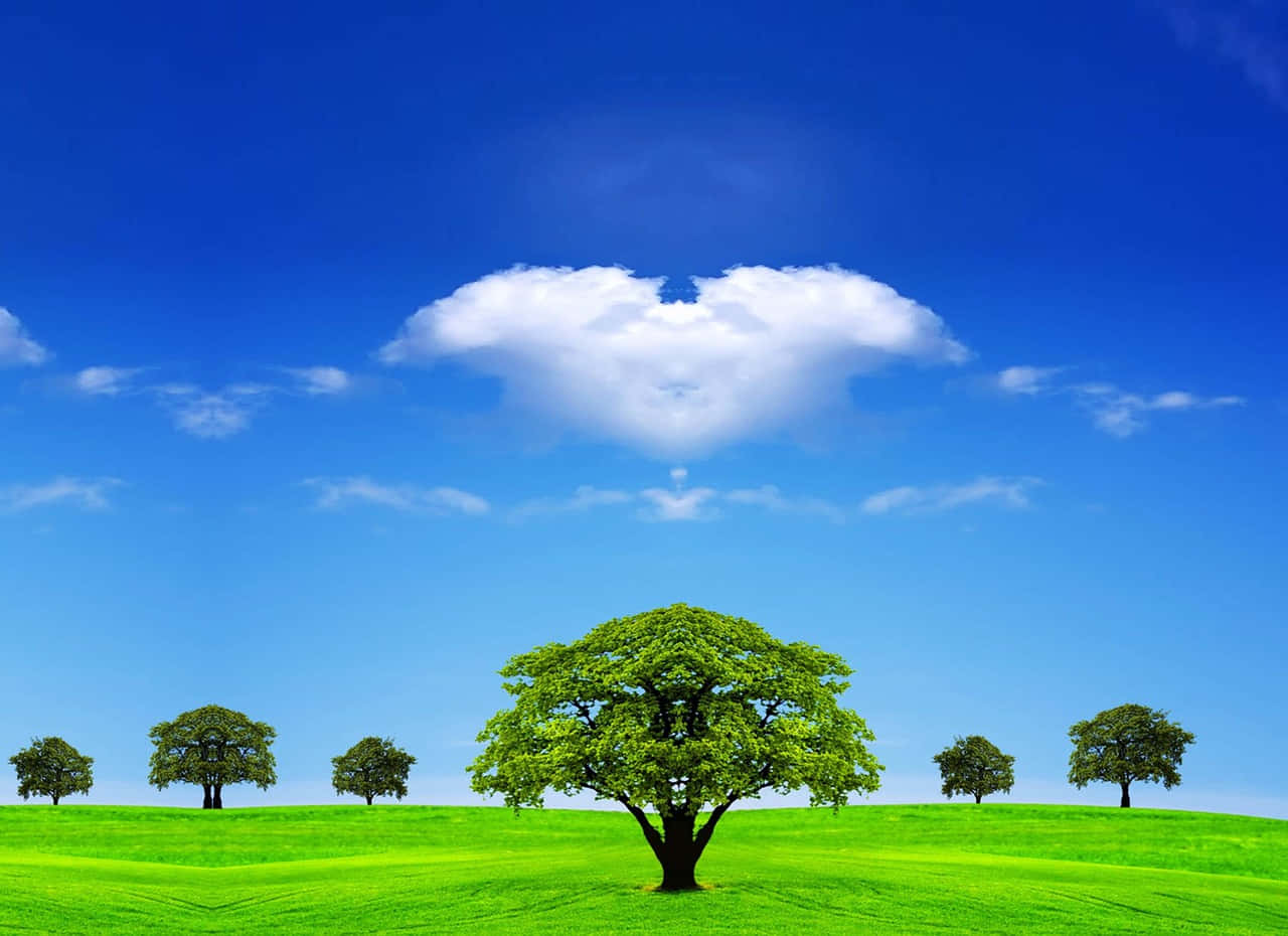 lush tree, vibrant green hill, clear blue sky, HD Desktop Wallpaper