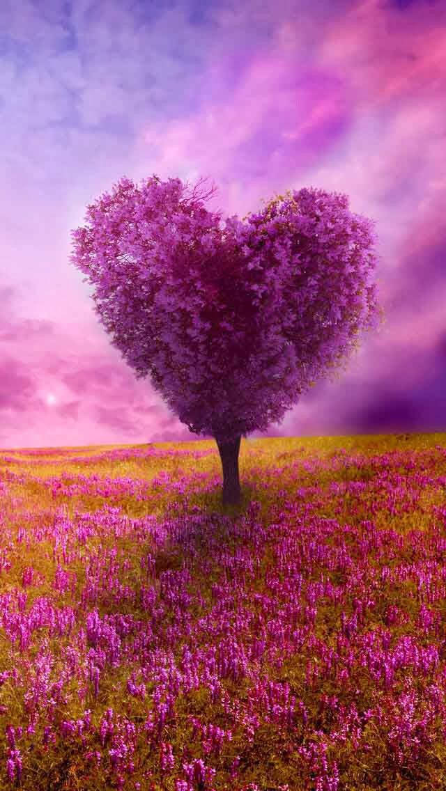 pink tree, purple blossoms, pink flowers, SD Phone Wallpaper