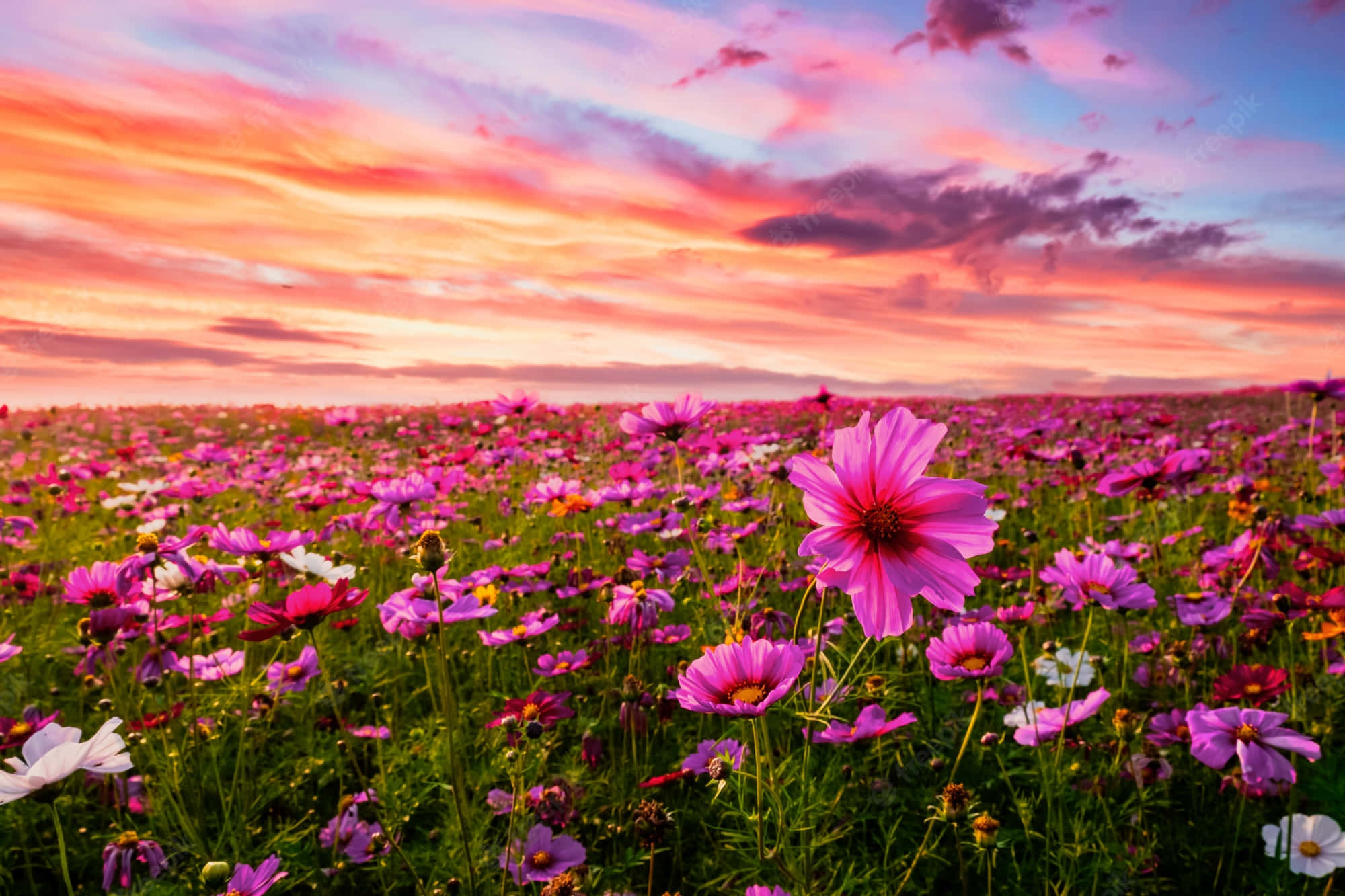 pink cosmos flowers, dramatic sunset sky, fiery orange clouds, Full HD Desktop Wallpaper