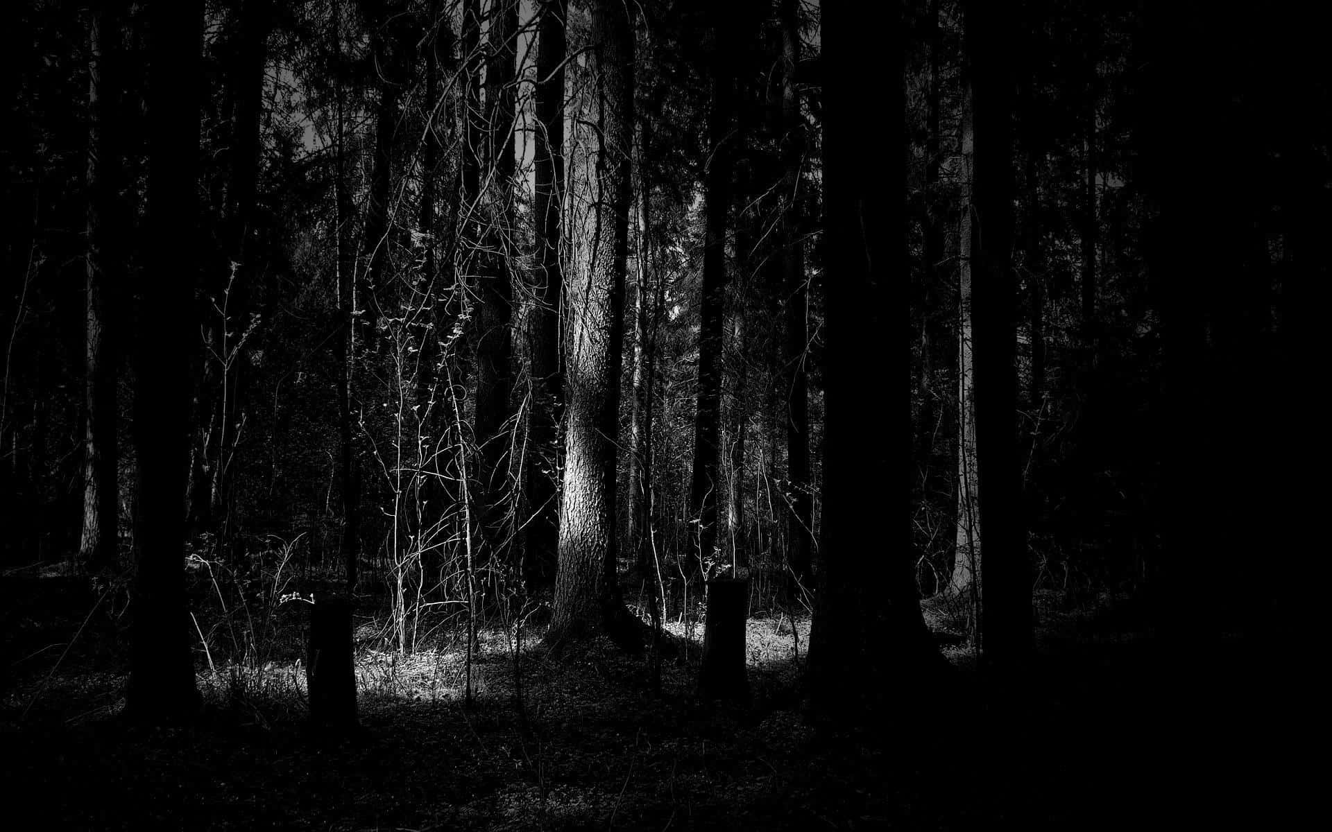 forest, black and white, tall trees, Full HD Desktop Wallpaper