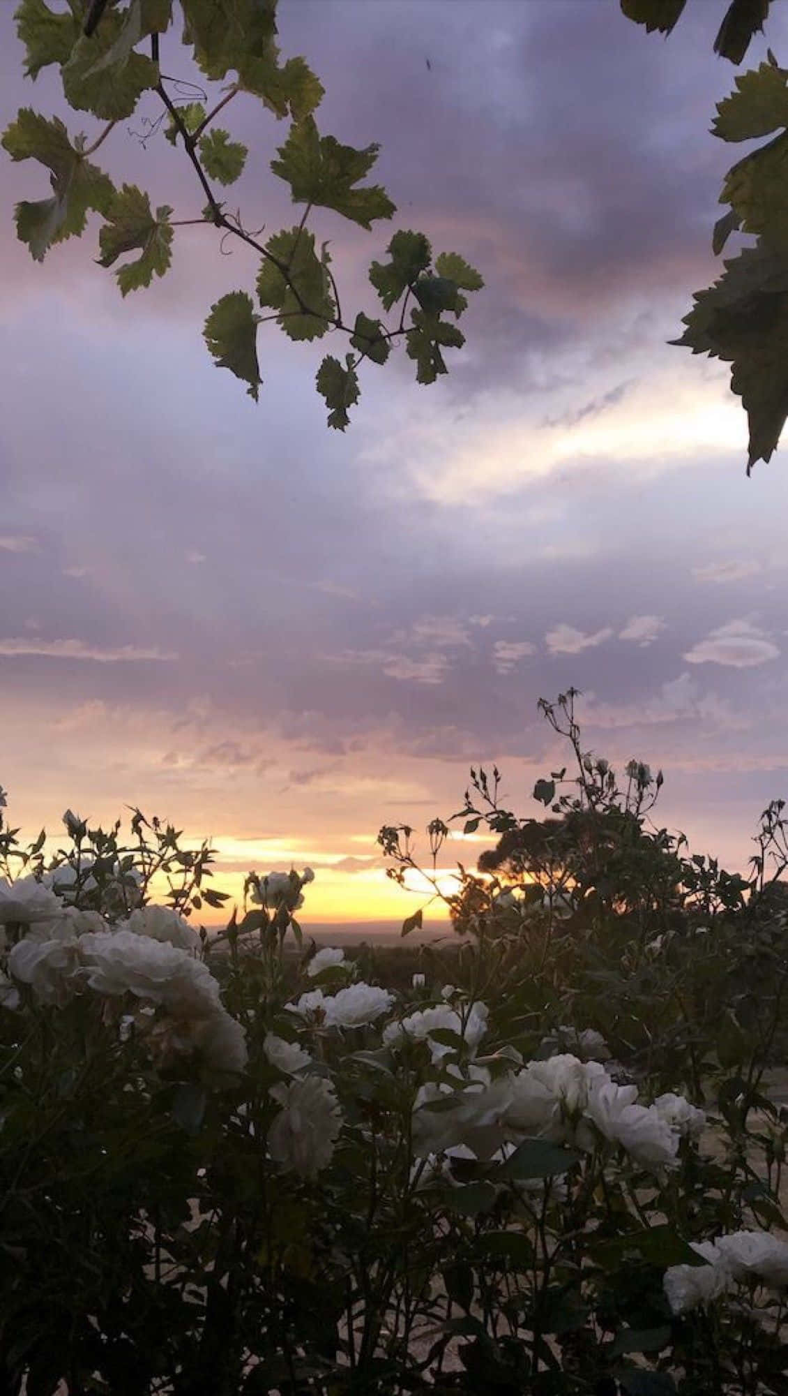 white roses, sunset, soft purples, Full HD Phone Wallpaper