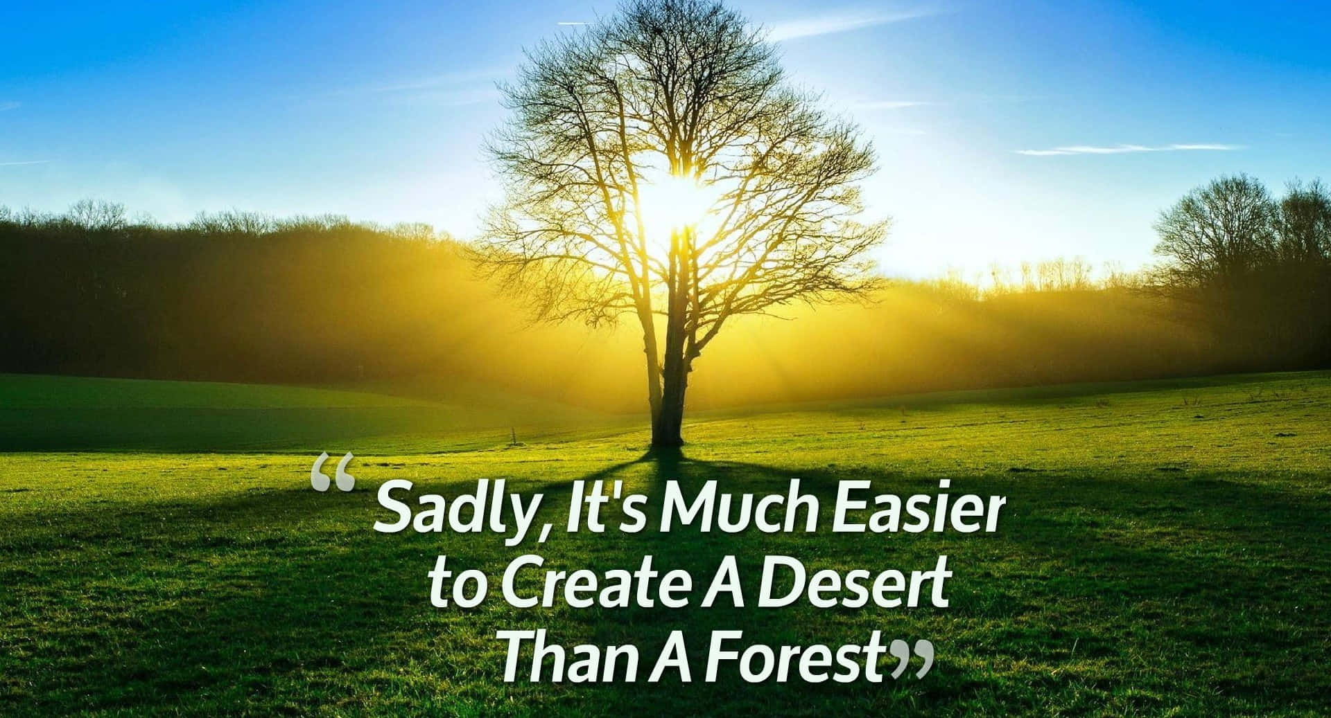 bare tree, sunlit green field, sunrise, Full HD Desktop Wallpaper