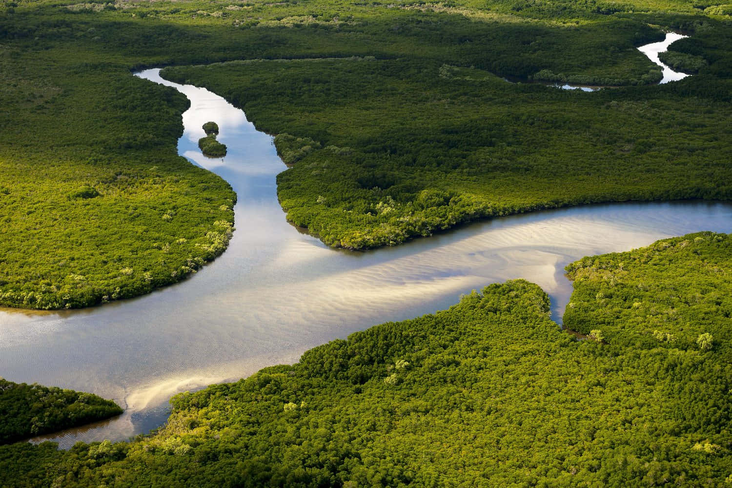 winding river, lush green mangrove forests, sandy bends, HD Desktop Wallpaper