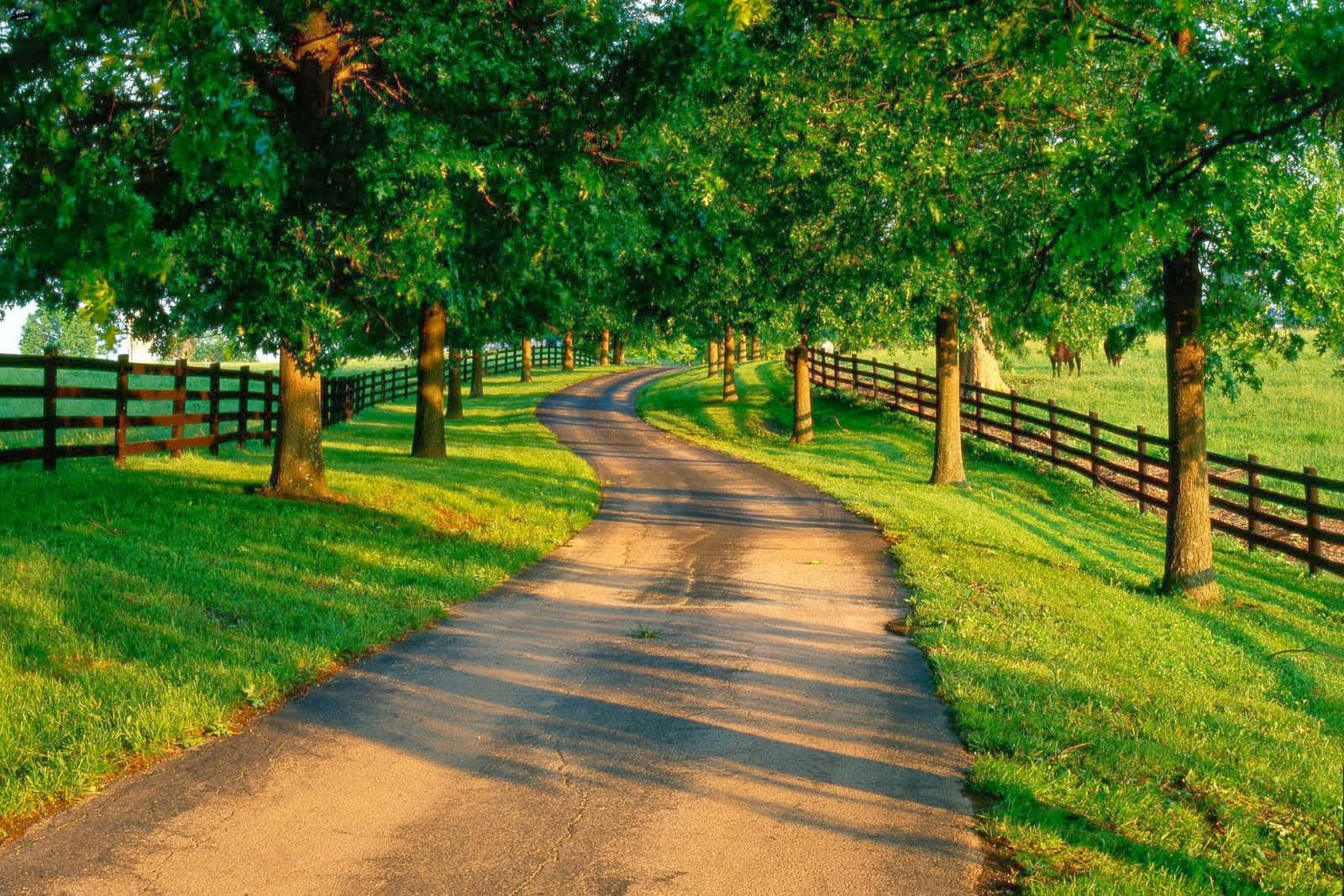 natural resources, paved path, pastoral scene, HD Desktop Wallpaper