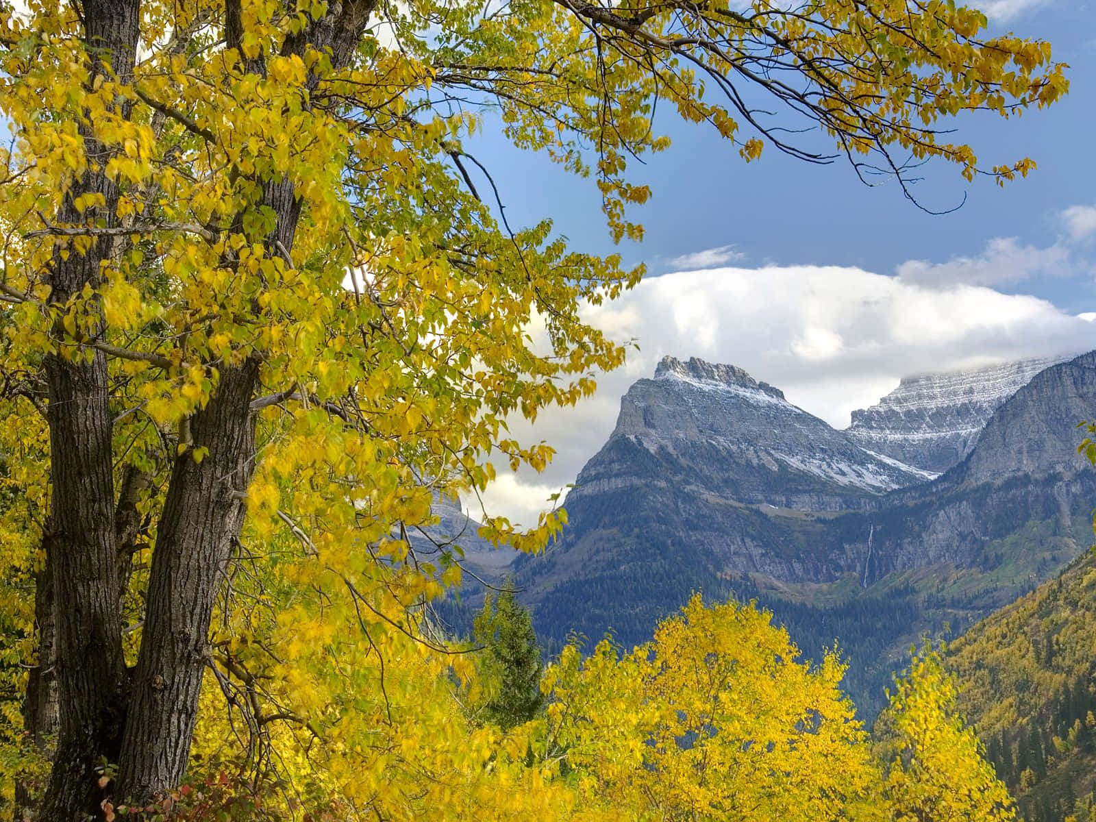 autumn trees, snow-capped mountain, bright blue sky, HD Desktop Wallpaper