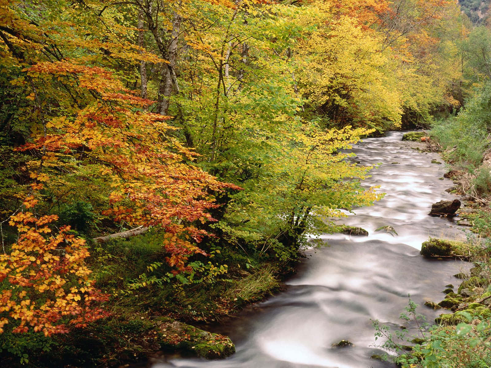 autumn stream, forest, vibrant orange, HD Desktop Wallpaper