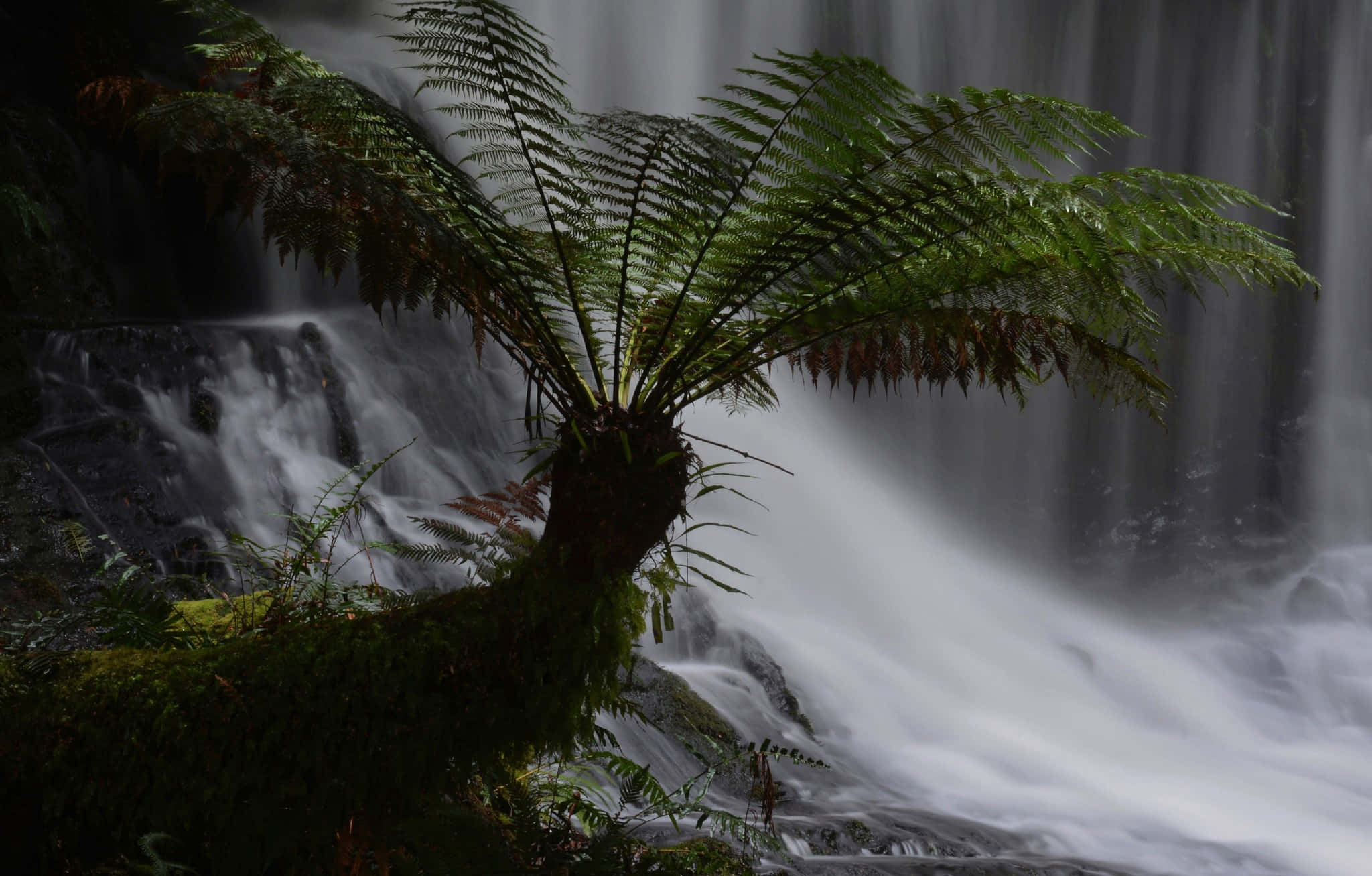 natural resources, fern, cascading waterfall, Full HD Desktop Wallpaper