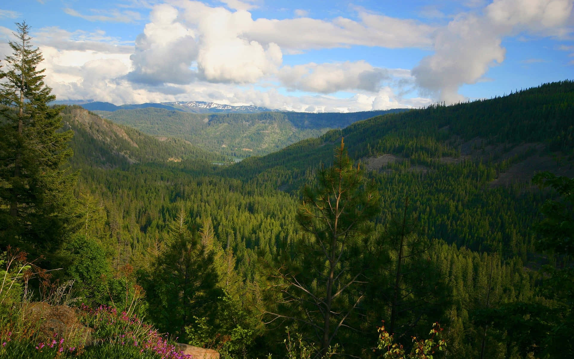 lush green valley, forested mountains, partly cloudy blue sky, Full HD Desktop Wallpaper