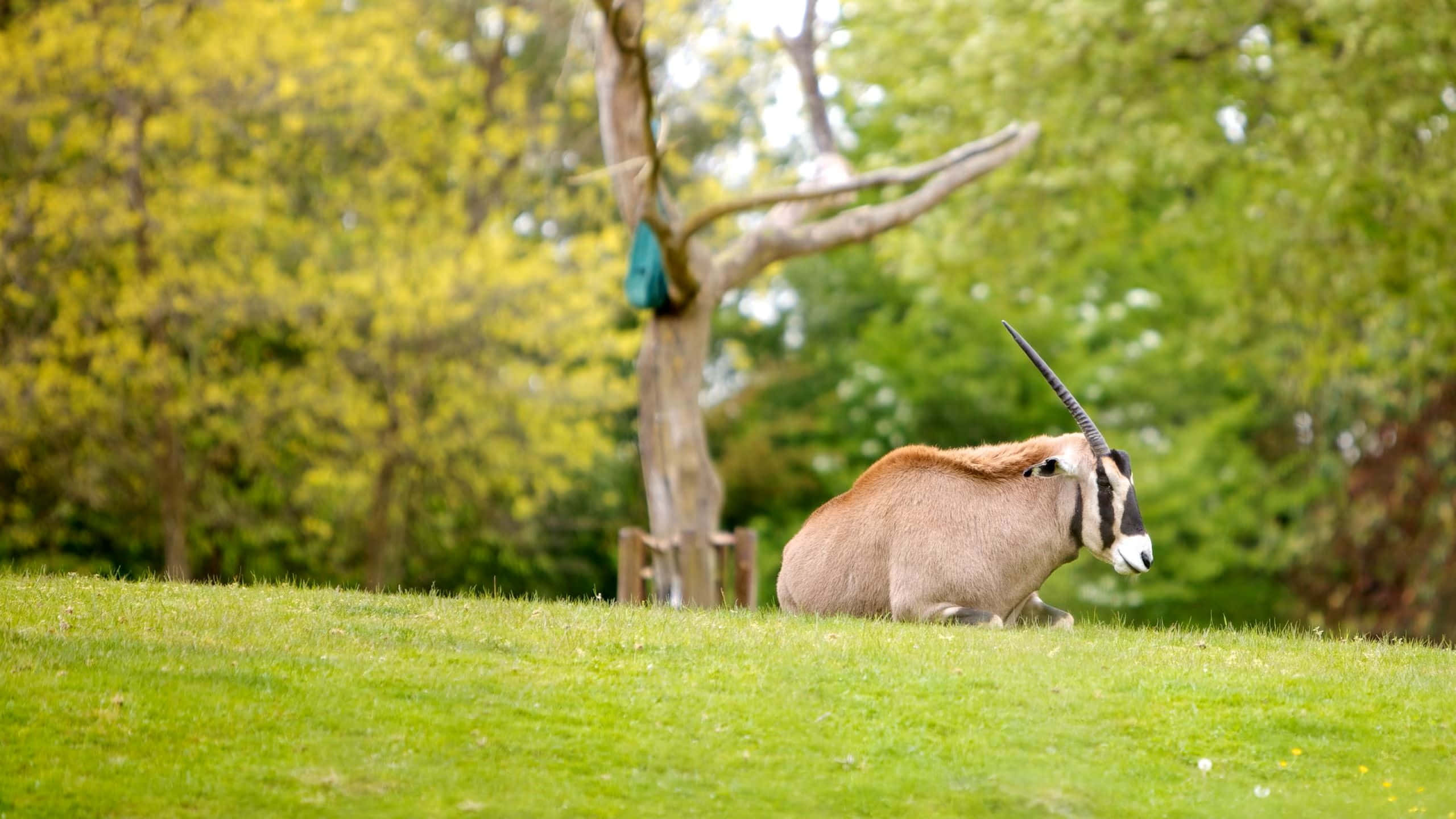 gemsbok, sunlit grassy slope, vibrant green and yellow trees, 2K Desktop Wallpaper