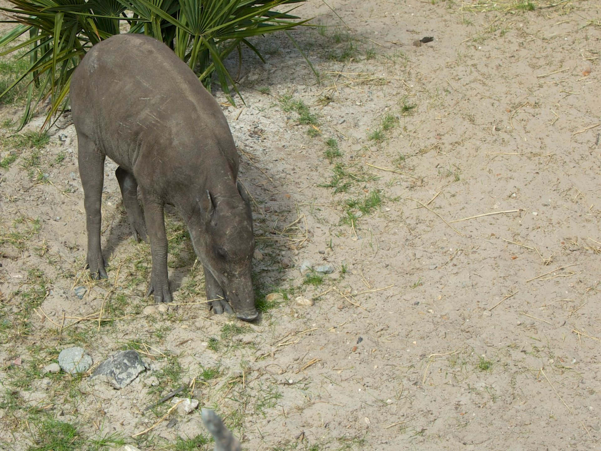babirusa, sandy ground, green palm fronds, Full HD Desktop Wallpaper