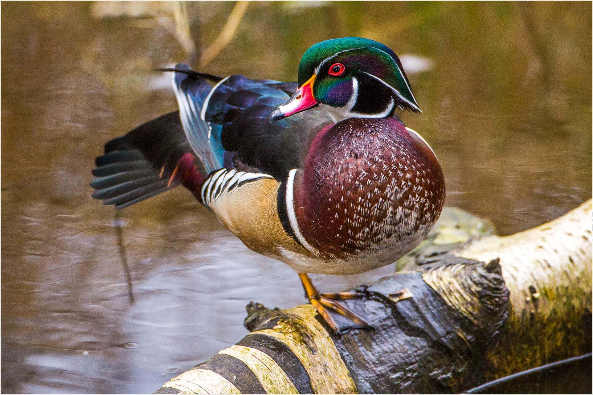 wood duck, mossy log, calm water, Full HD Desktop Wallpaper