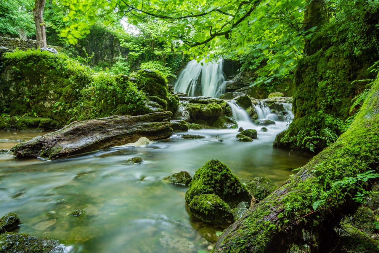lush nature reserve, forest stream, mossy rocks, HD Desktop Wallpaper