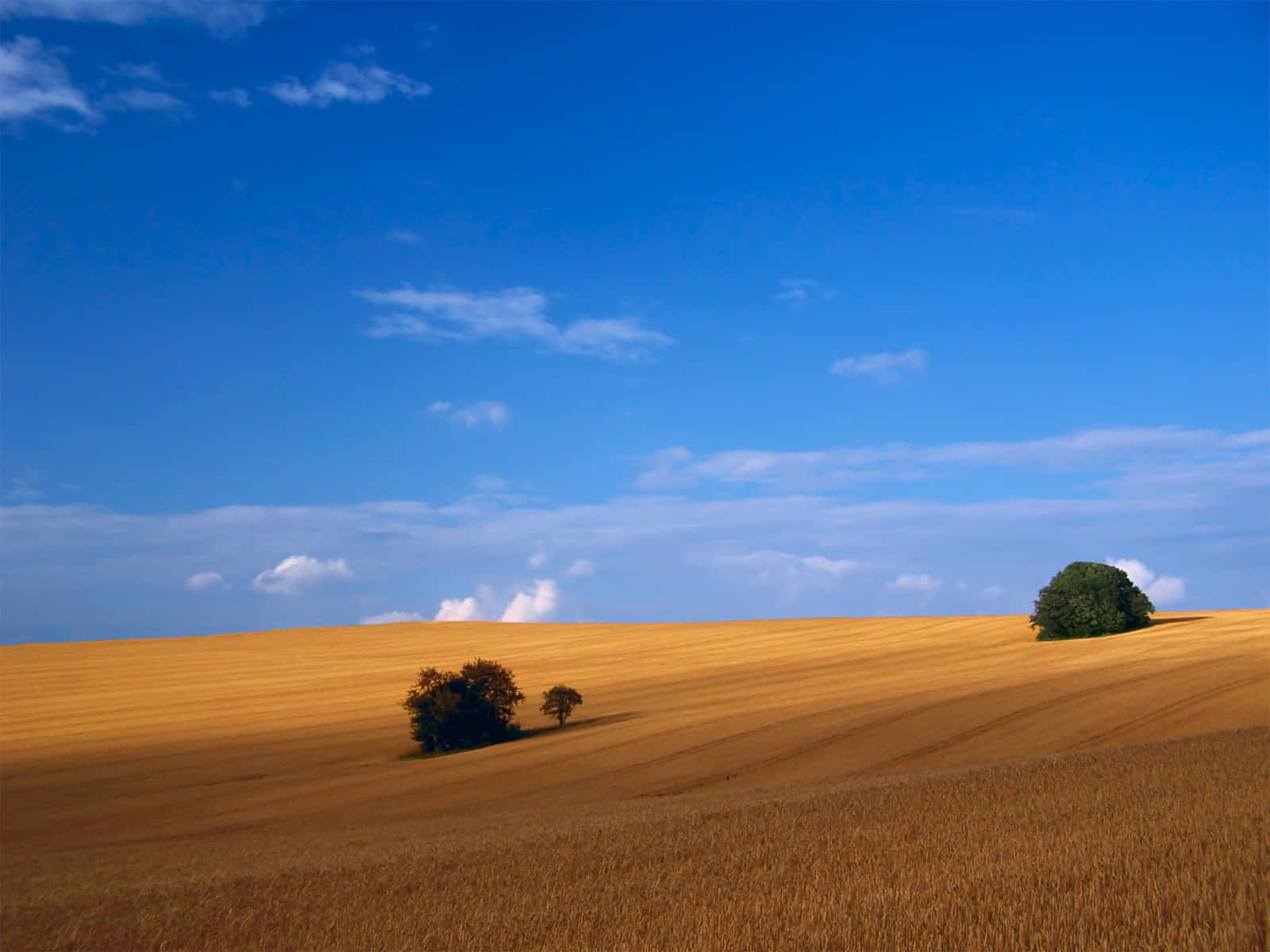 golden wheat fields, clear blue sky, wispy clouds, HD Desktop Wallpaper