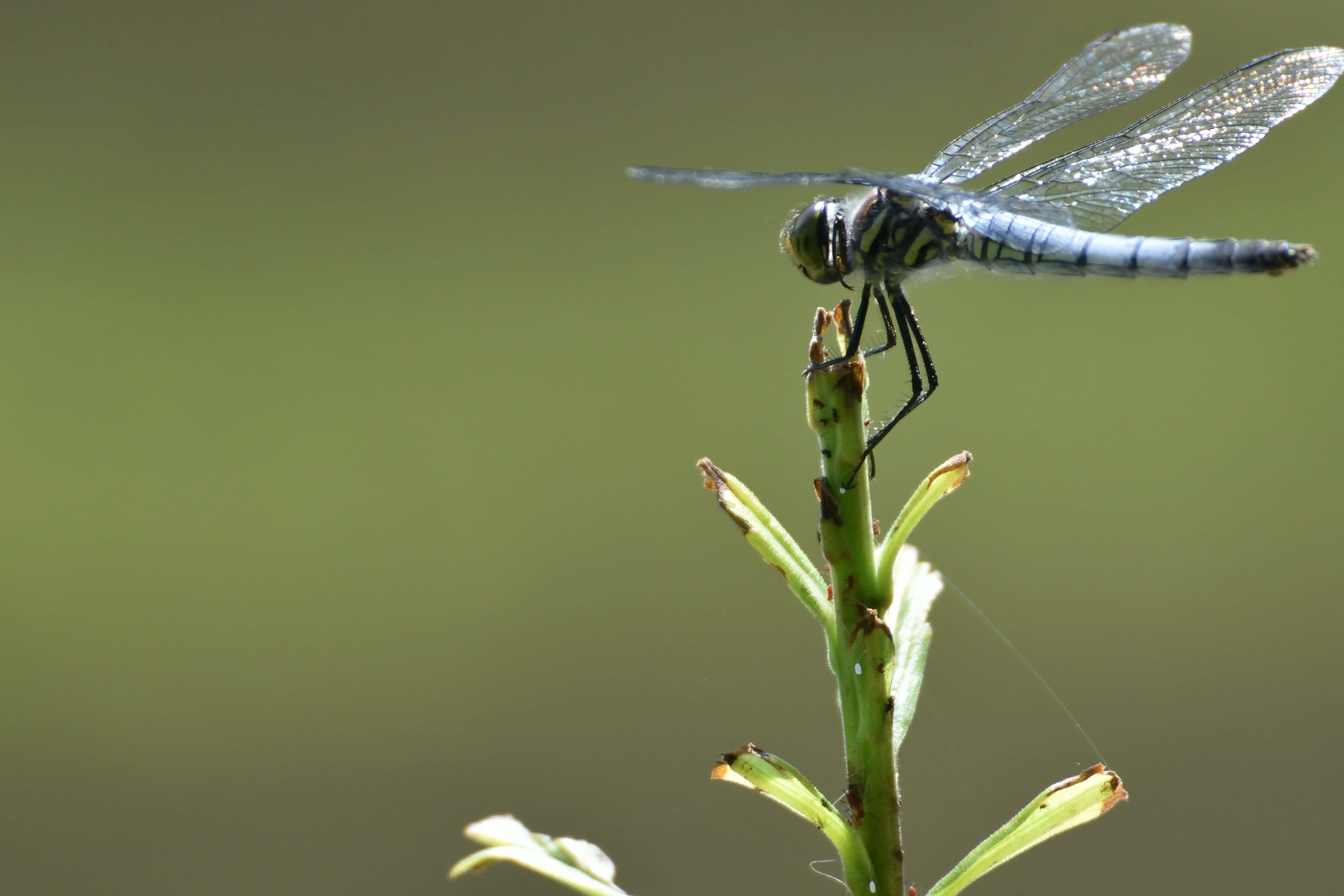 damselfly, multifaceted wings, blue dragonfly, 5K Desktop Wallpaper