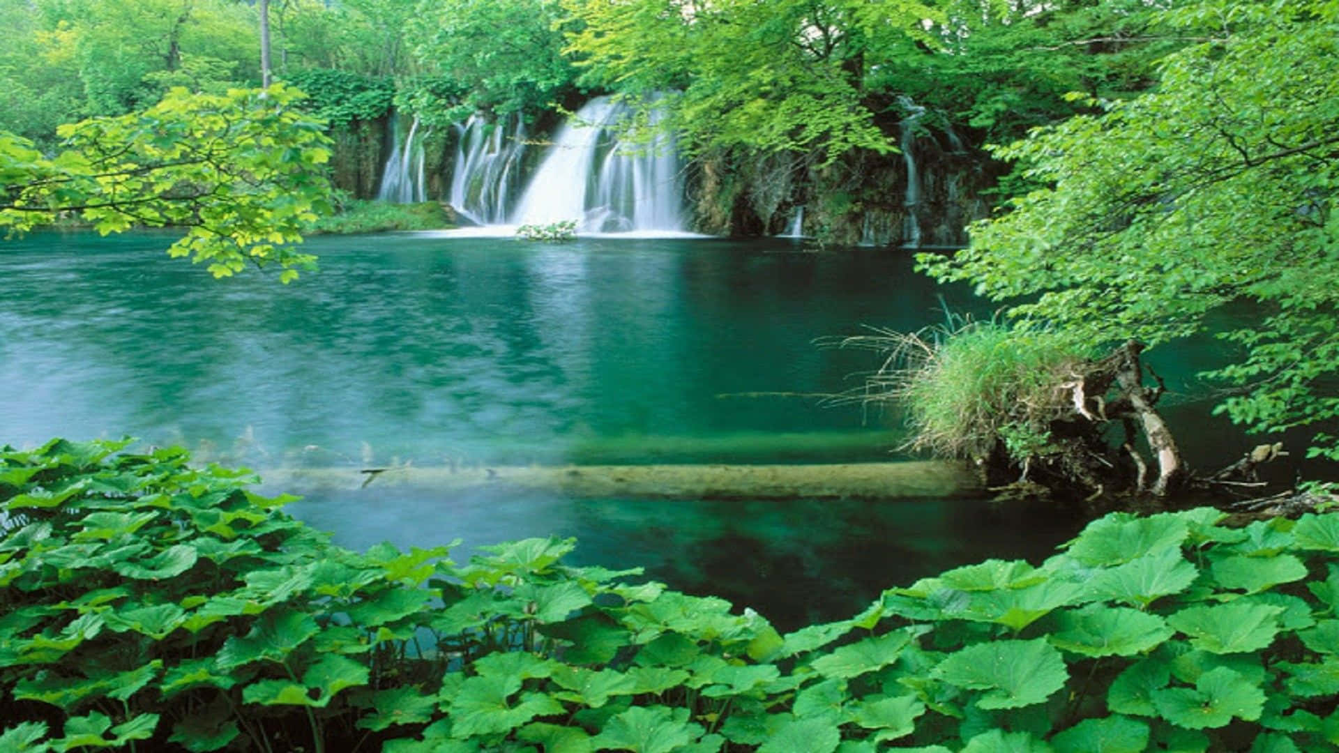 turquoise waterfall, calm pool, lush green foliage, Full HD Desktop Wallpaper