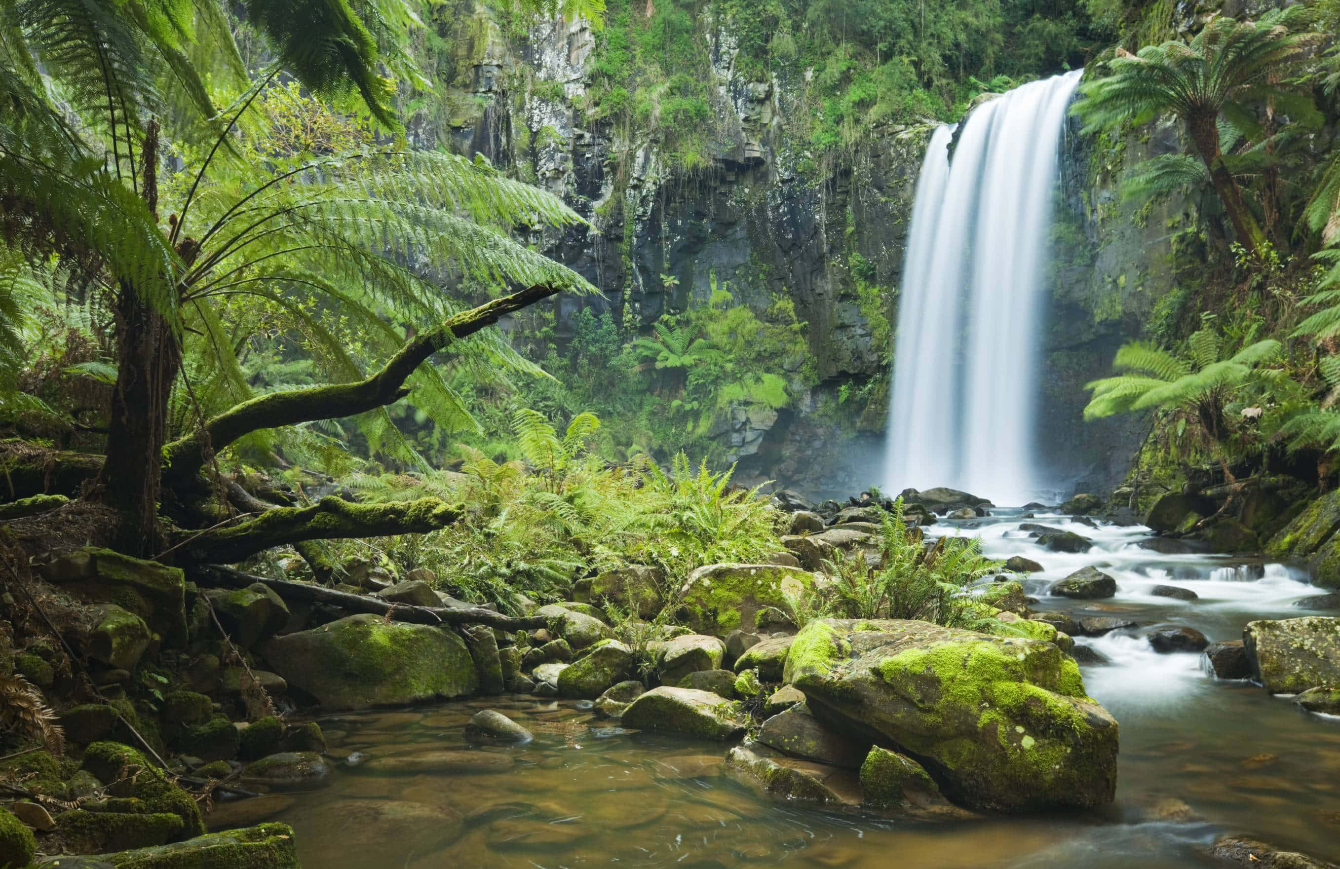 tropical waterfall, mossy rocks, lush ferns, 2K Desktop Wallpaper