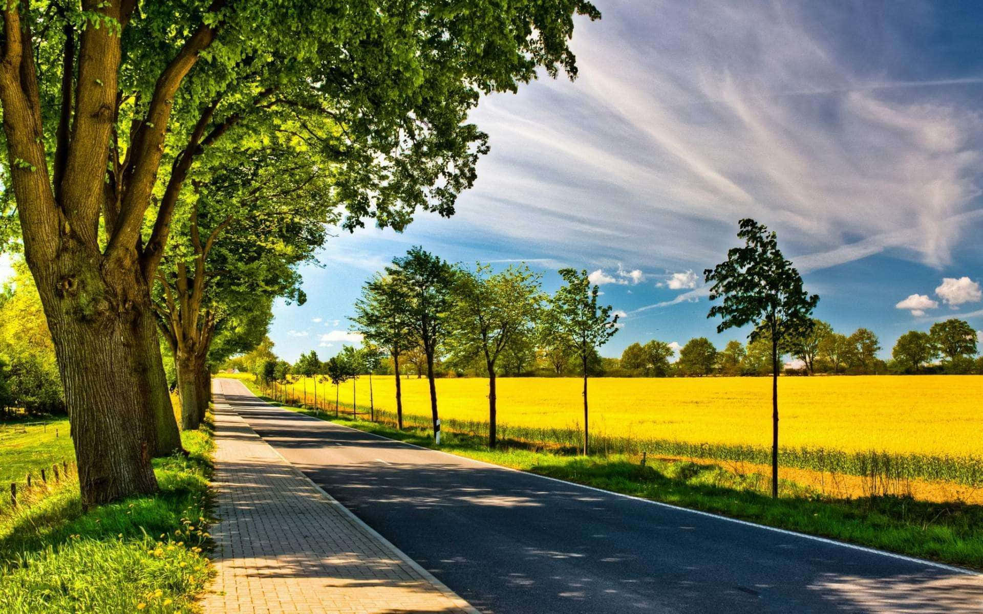 winding road, vibrant yellow field, bright blue sky, Full HD Desktop Wallpaper