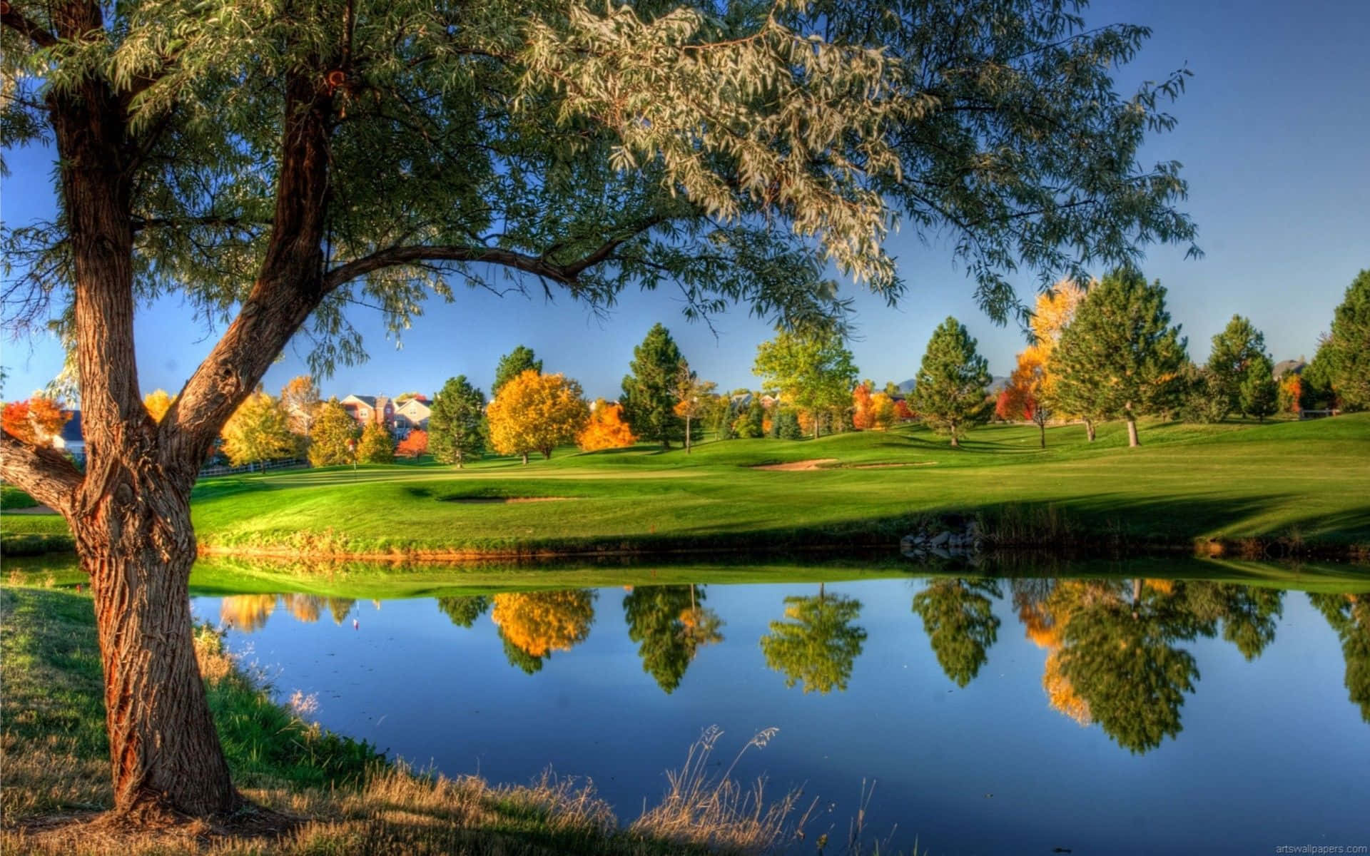 majestic tree, vibrant autumn leaves, calm pond, Full HD Desktop Wallpaper