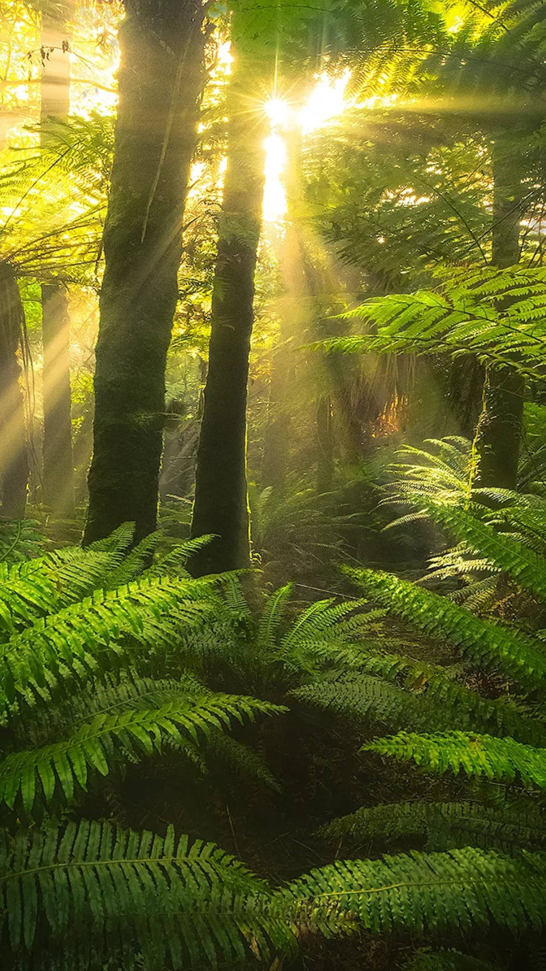 Sun Rays Passing Through Jungle, iPhone, Golden sunlight, Full HD Phone Wallpaper