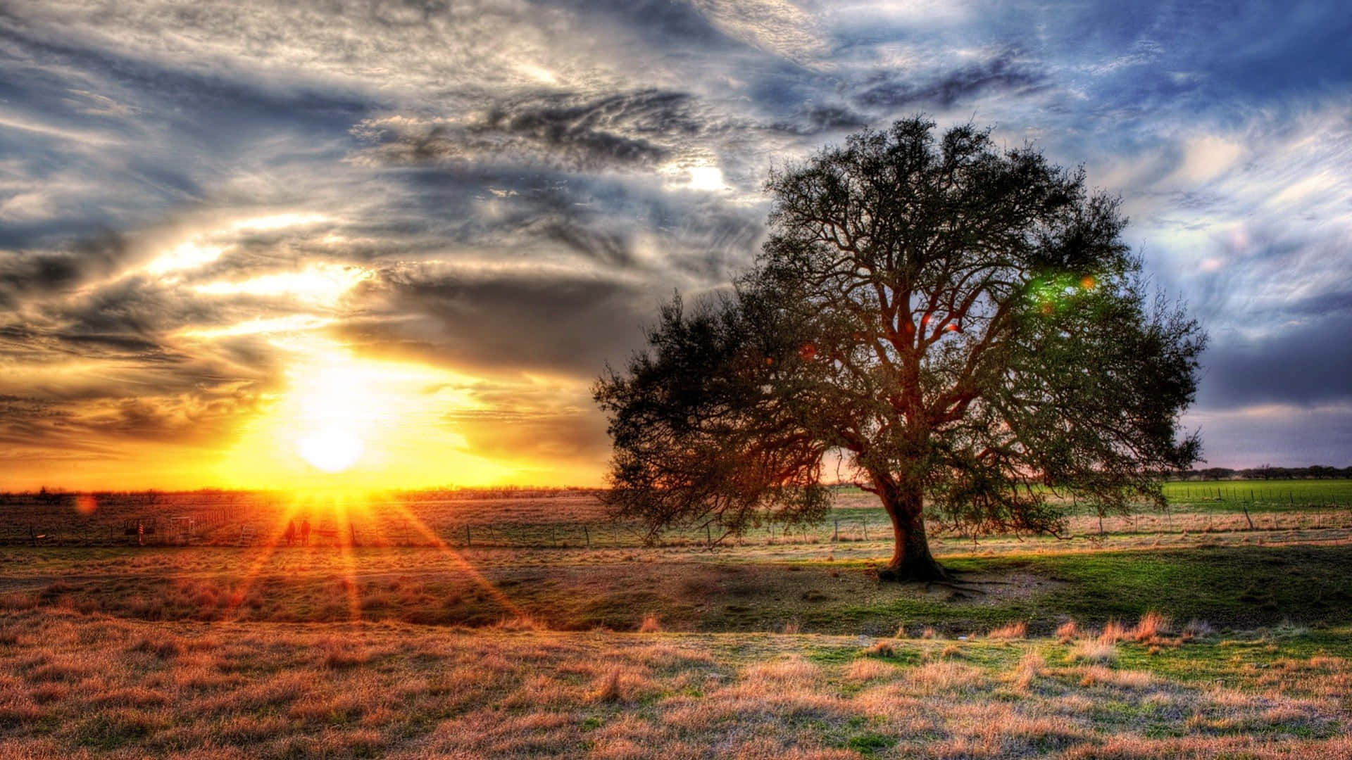 majestic tree, golden field, sun sets, Full HD Desktop Wallpaper