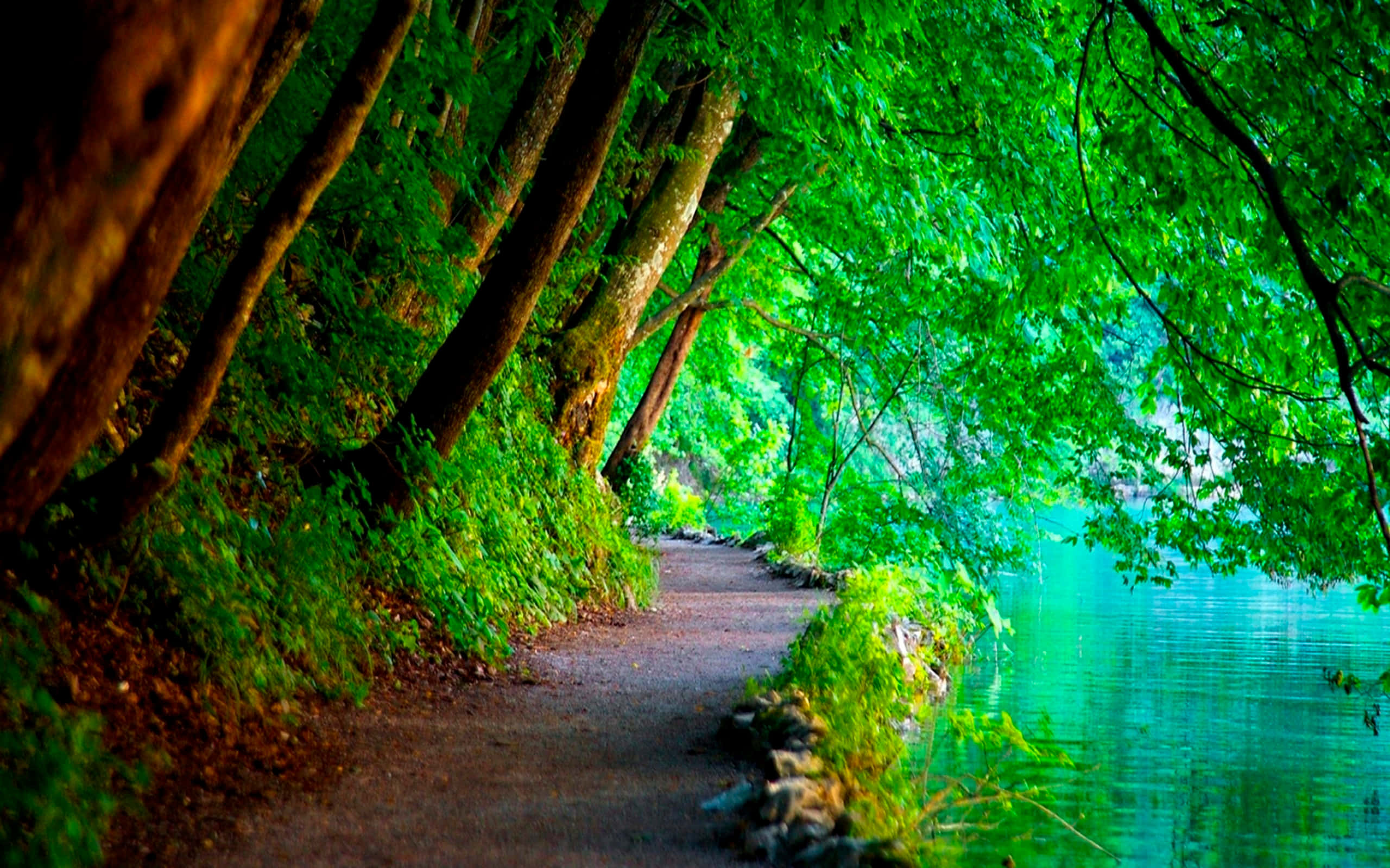winding forest path, tranquil turquoise lake, canopy of vibrant green leaves, 2K Desktop Wallpaper