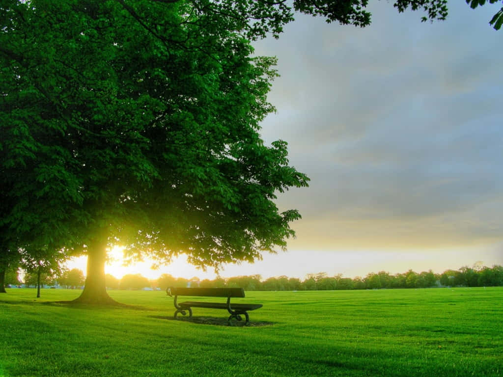 lone bench, wooden bench, lush green tree, SD Desktop Wallpaper
