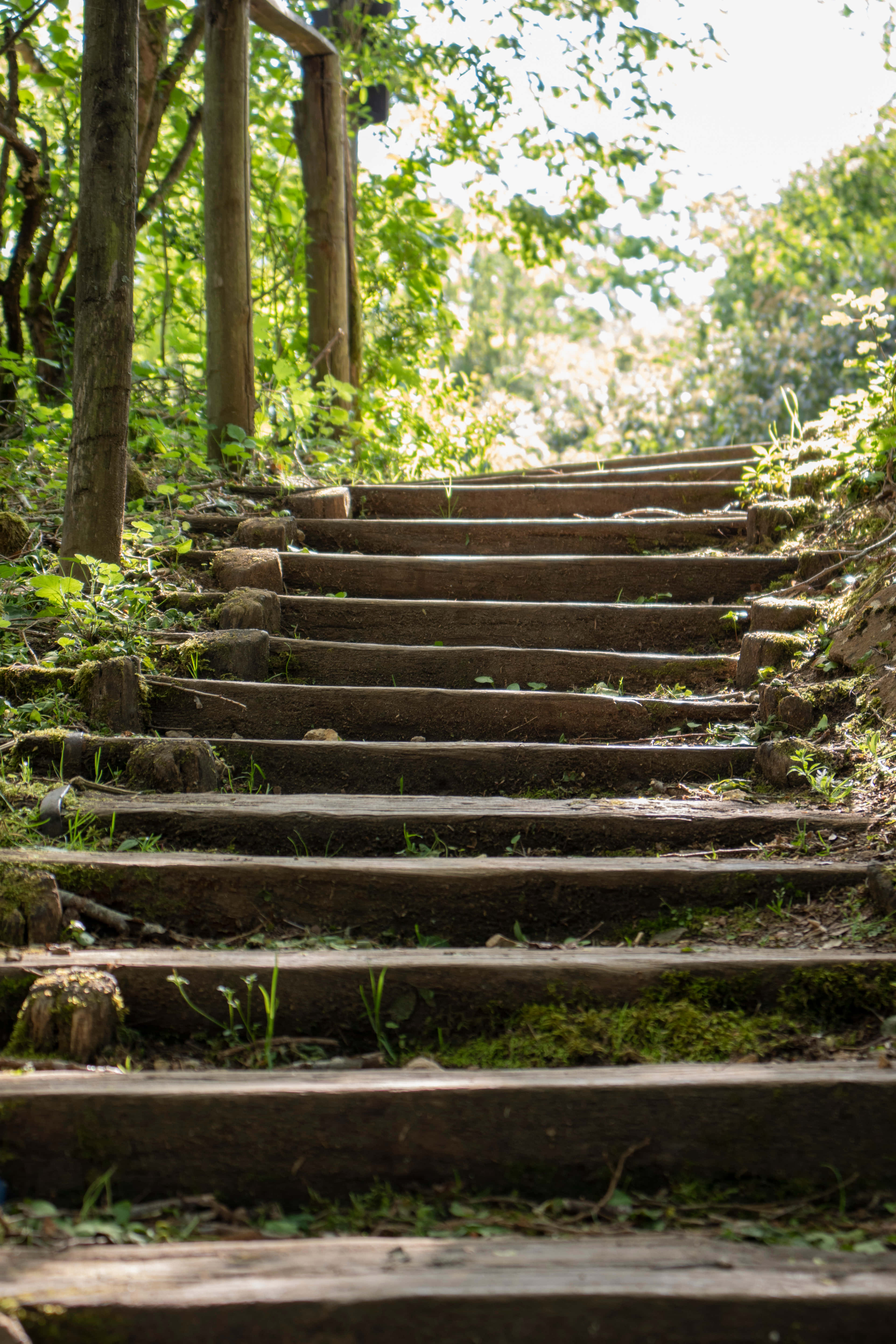 nature on steps, wooden steps, sunlit forest, 5K Phone Wallpaper