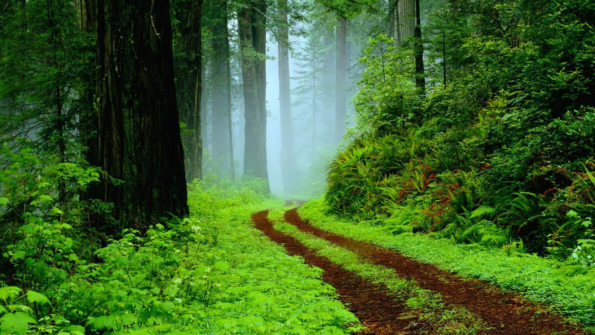 Forest Path, misty, lush green forest, Full HD Desktop Wallpaper