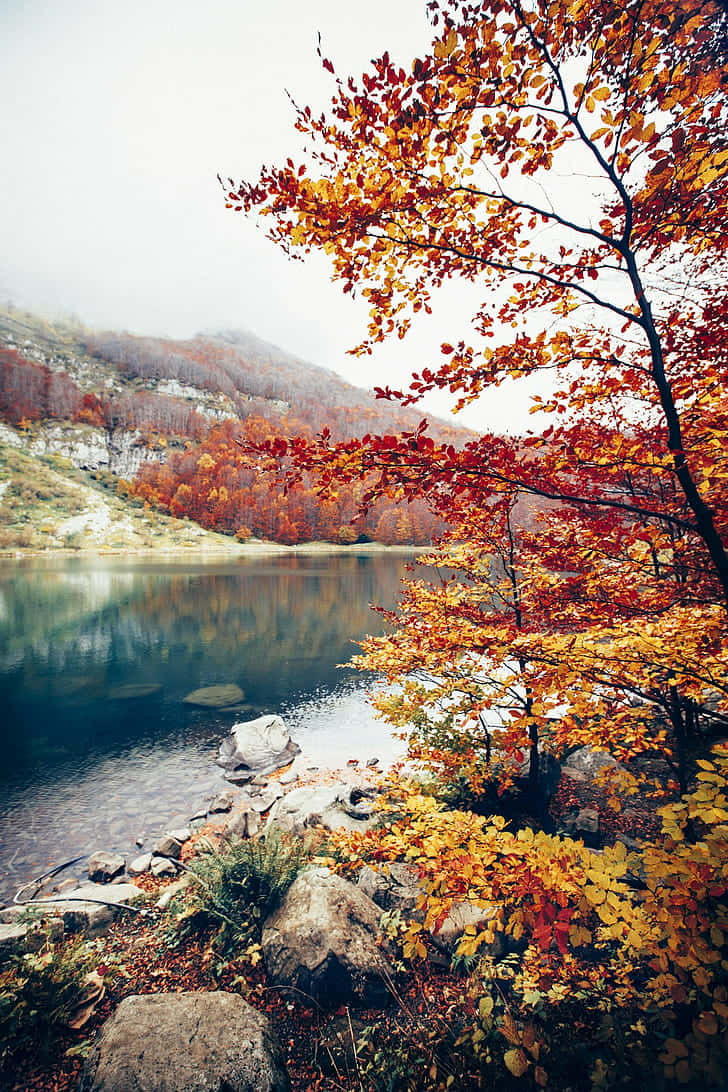 autumn leaves, fiery reds, golds, SD Phone Wallpaper
