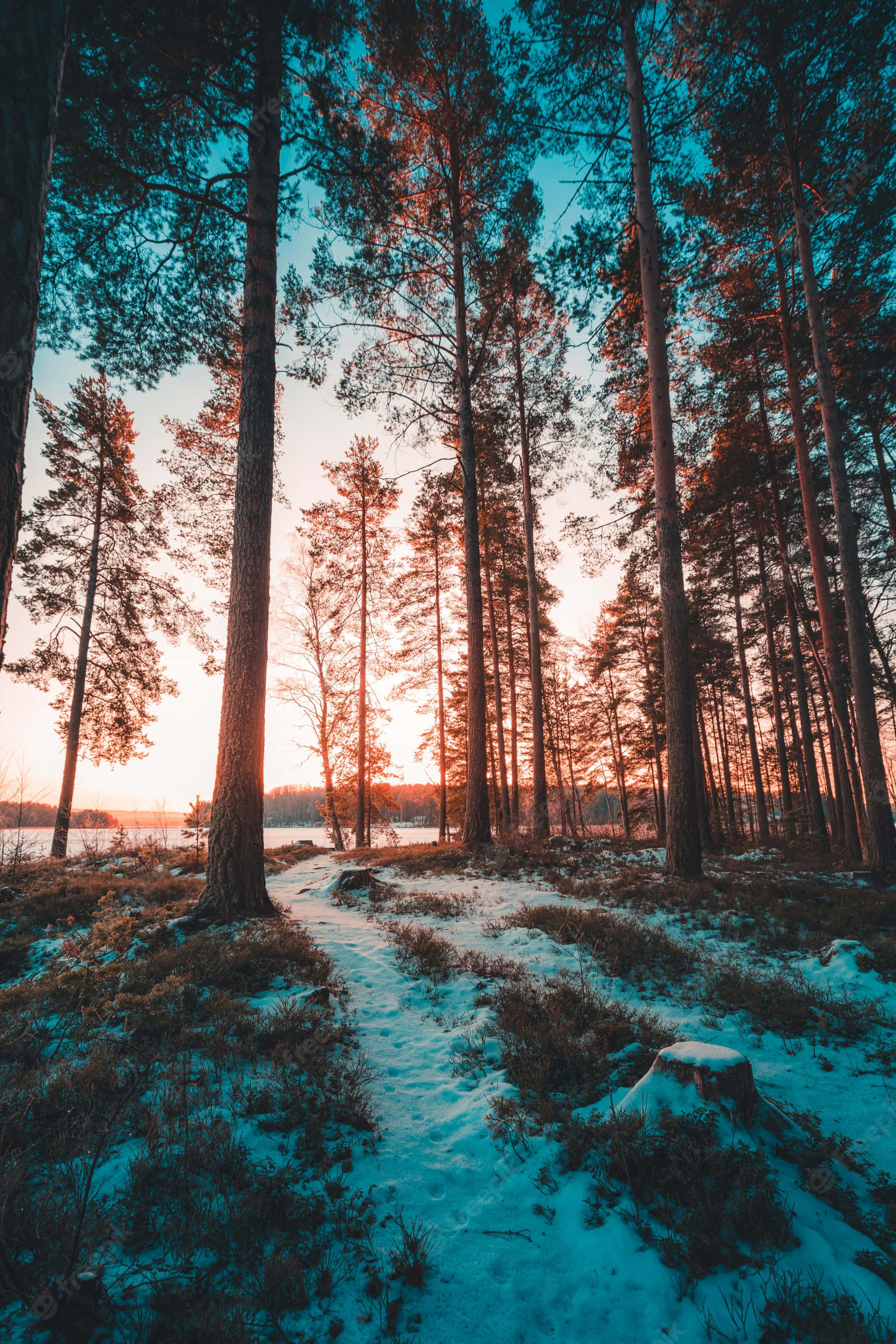 forest, trees, snow, 2K Phone Wallpaper