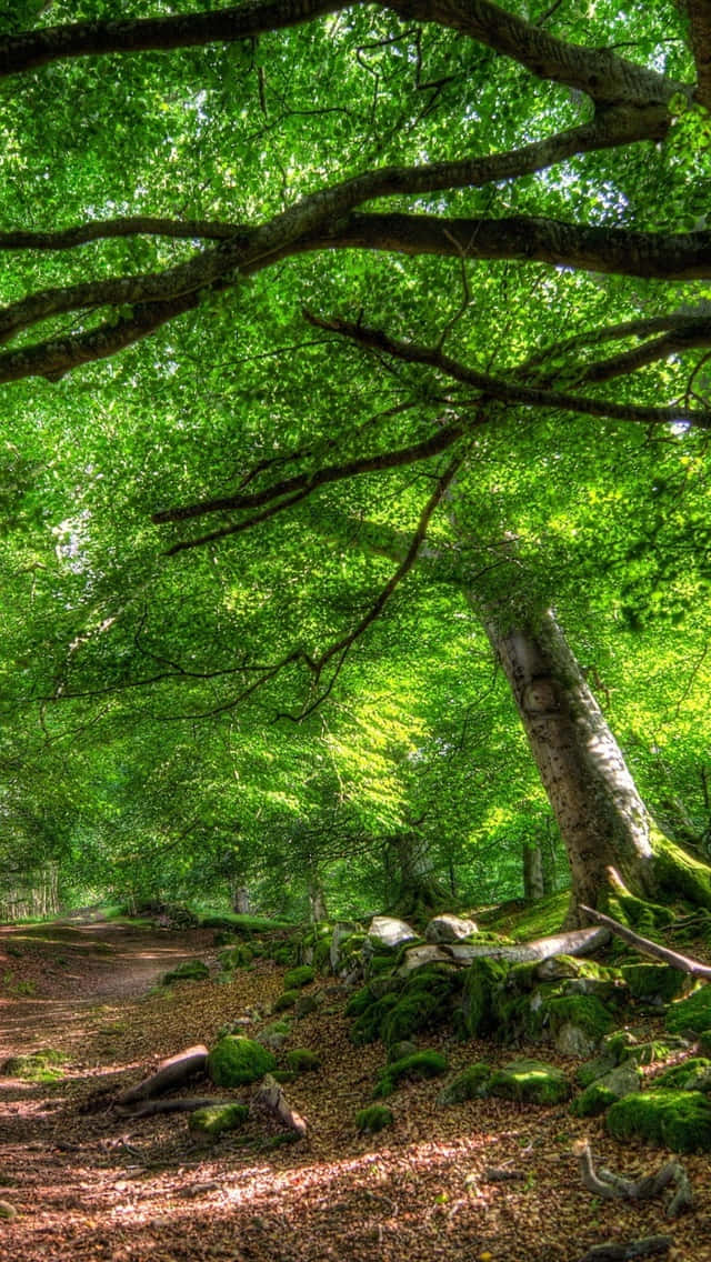 green meadow, hill, sunlit forest path, SD Phone Wallpaper