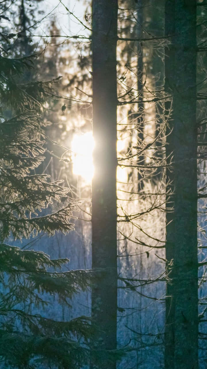 sunlight, snow-dusted pine trees, serene winter forest, HD Phone Wallpaper