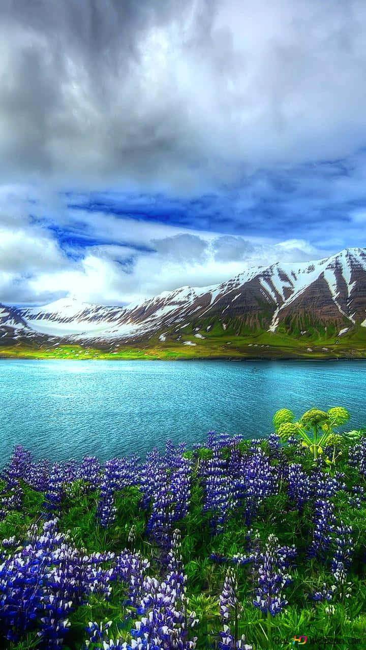 turquoise lake, snow-capped mountains, vibrant purple lupine flowers, HD Phone Wallpaper