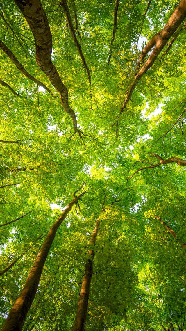 Sunlight, dense canopy, vibrant green leaves, SD Phone Wallpaper