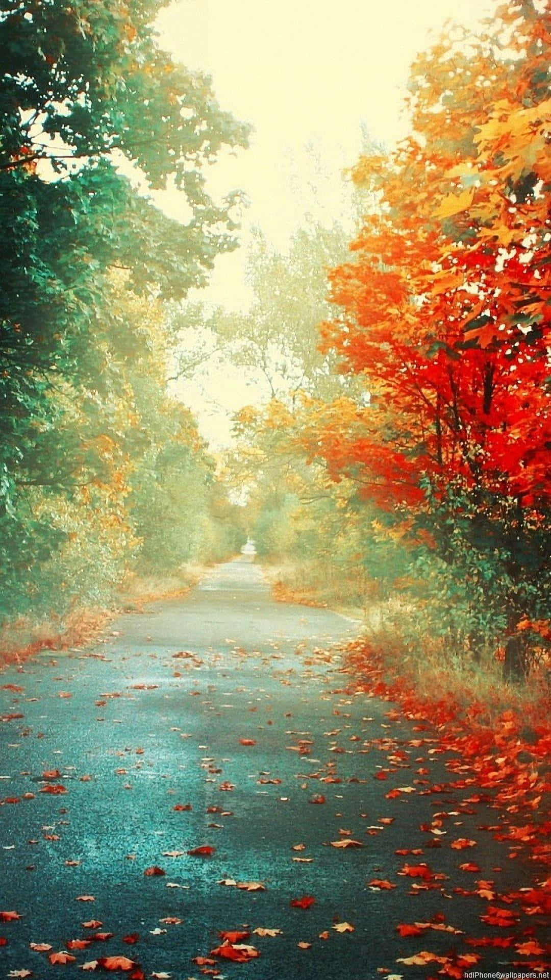 autumn woods, vibrant red and green foliage, soft golden light, Full HD Phone Wallpaper