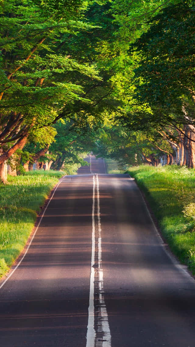 sunlit asphalt road, lush green tunnel of leafy trees, vibrant grass, SD Phone Wallpaper