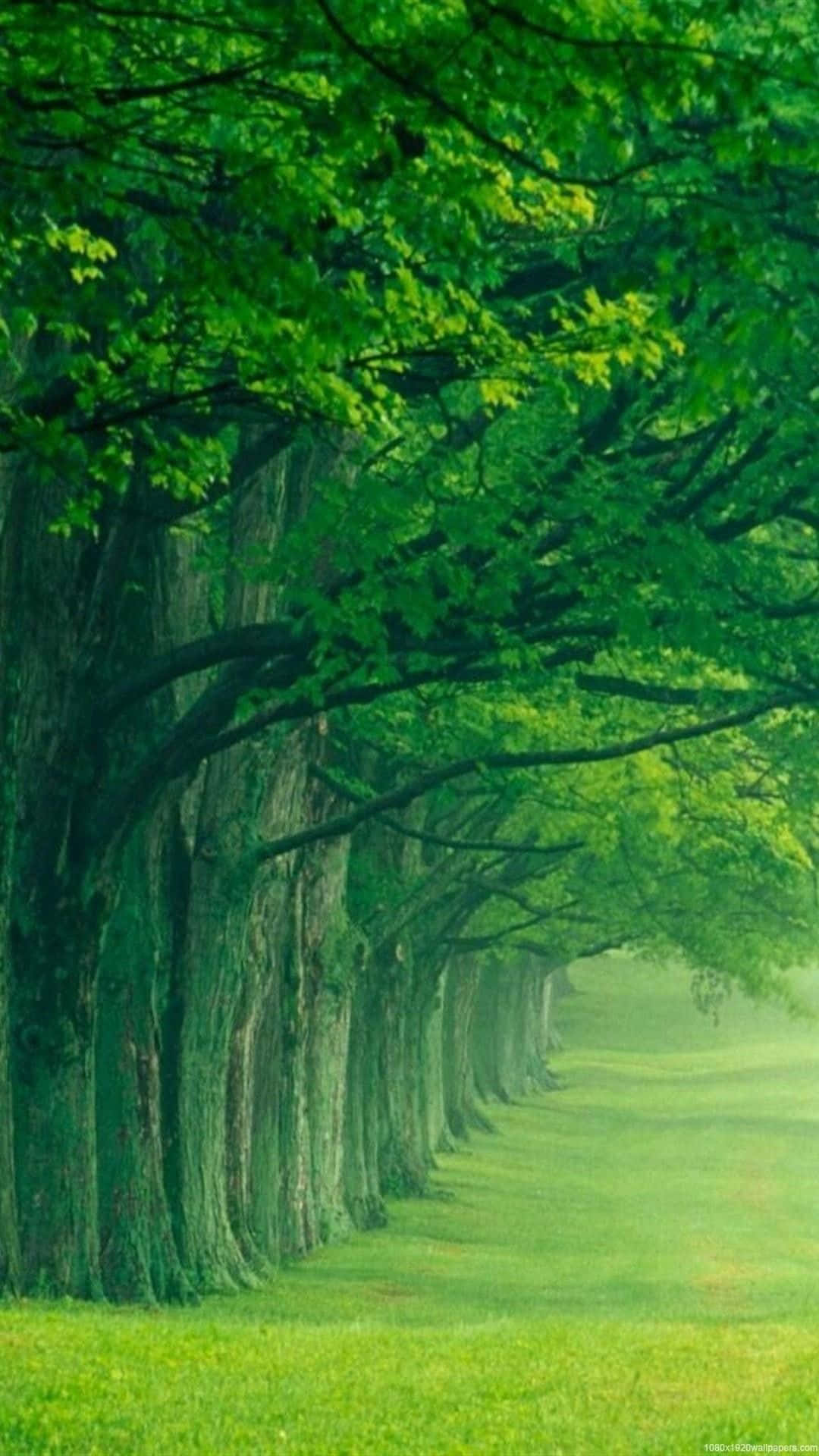green field, trees, lush green forest, Full HD Phone Wallpaper