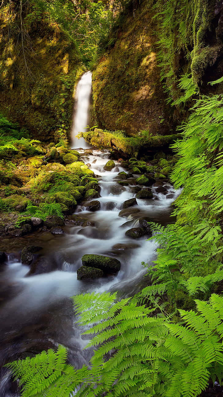 nature vertical, waterfall, mossy forest, HD Phone Wallpaper