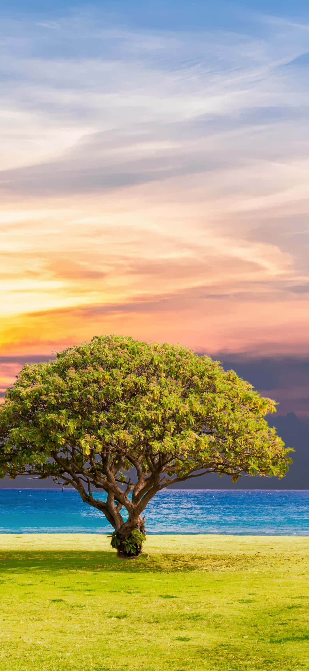 lush tree, vibrant green grass, turquoise ocean, Full HD Phone Wallpaper