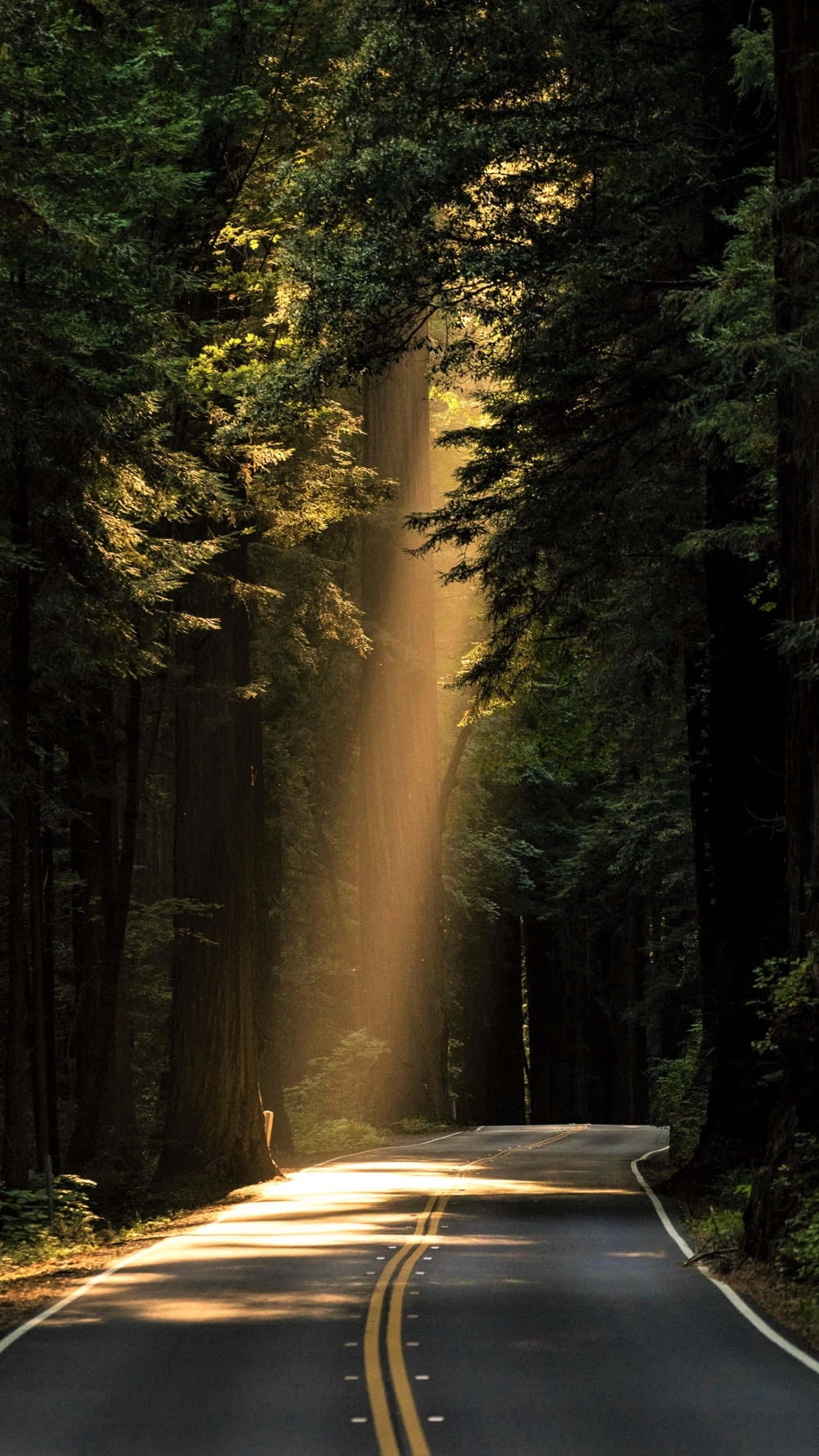 River, Dense forest, Golden sunlight, 2K Phone Wallpaper
