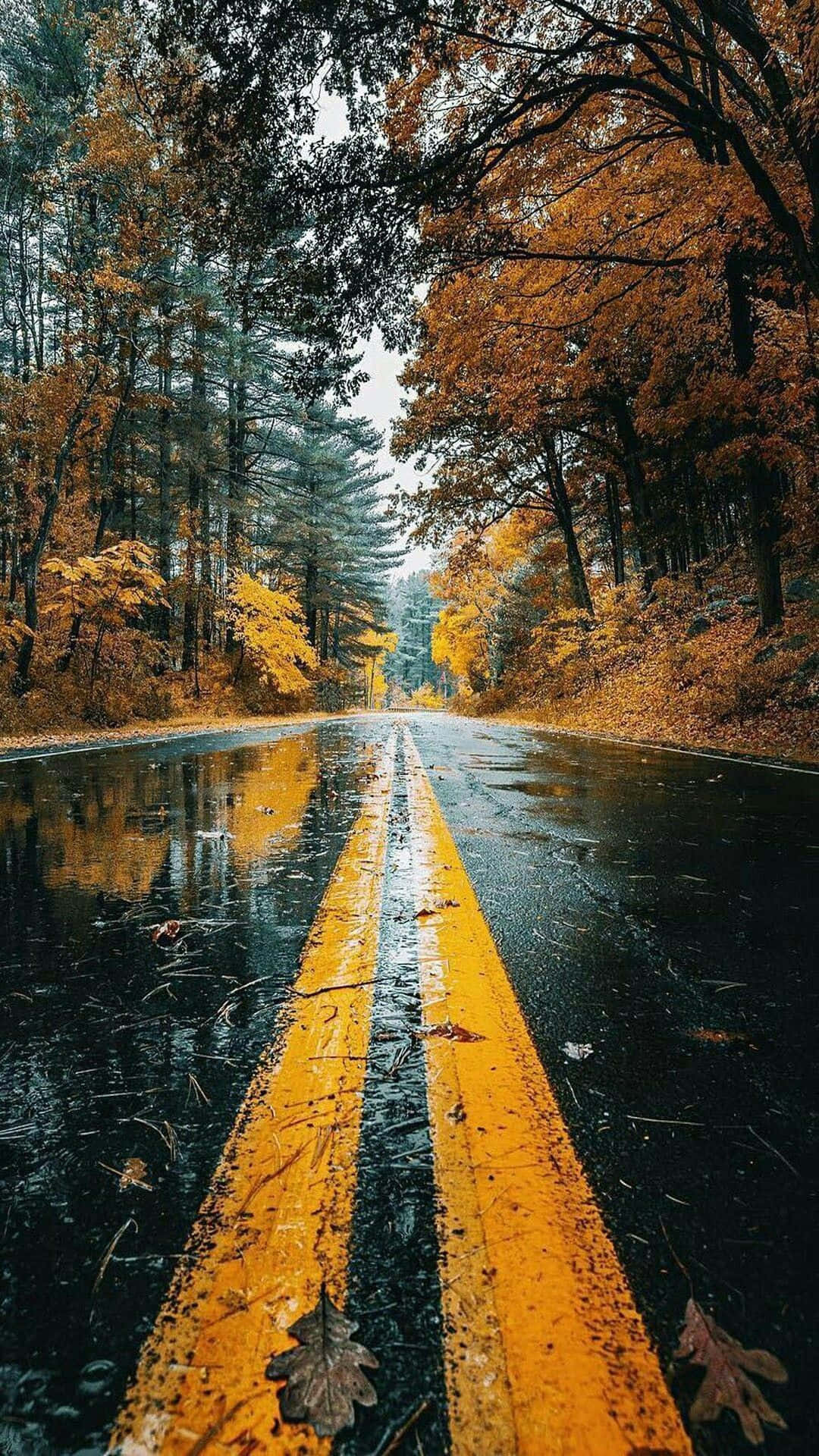 autumn road, forest, golden leaves, Full HD Phone Wallpaper