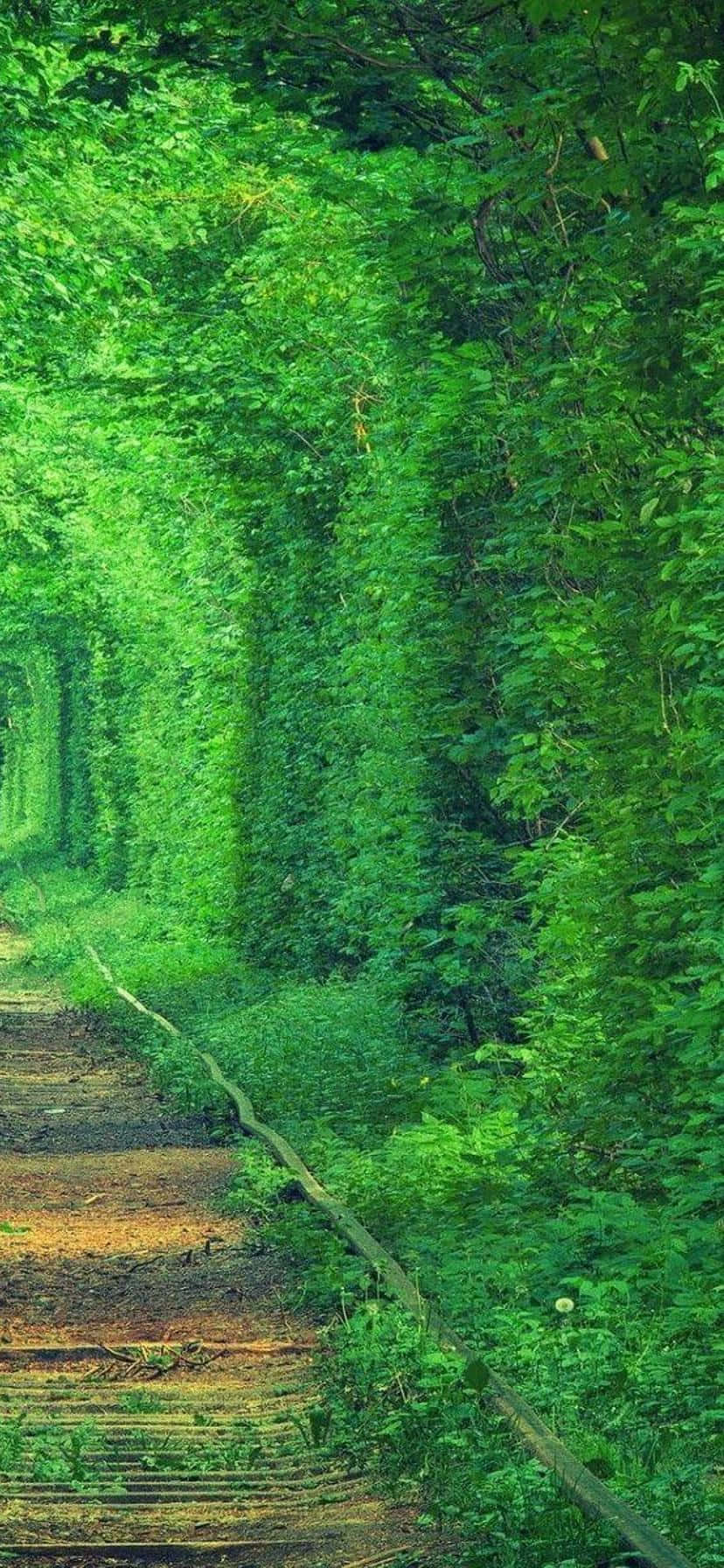 vertical landscape, narrow railway track, dense tunnel of vibrant green trees, HD Phone Wallpaper