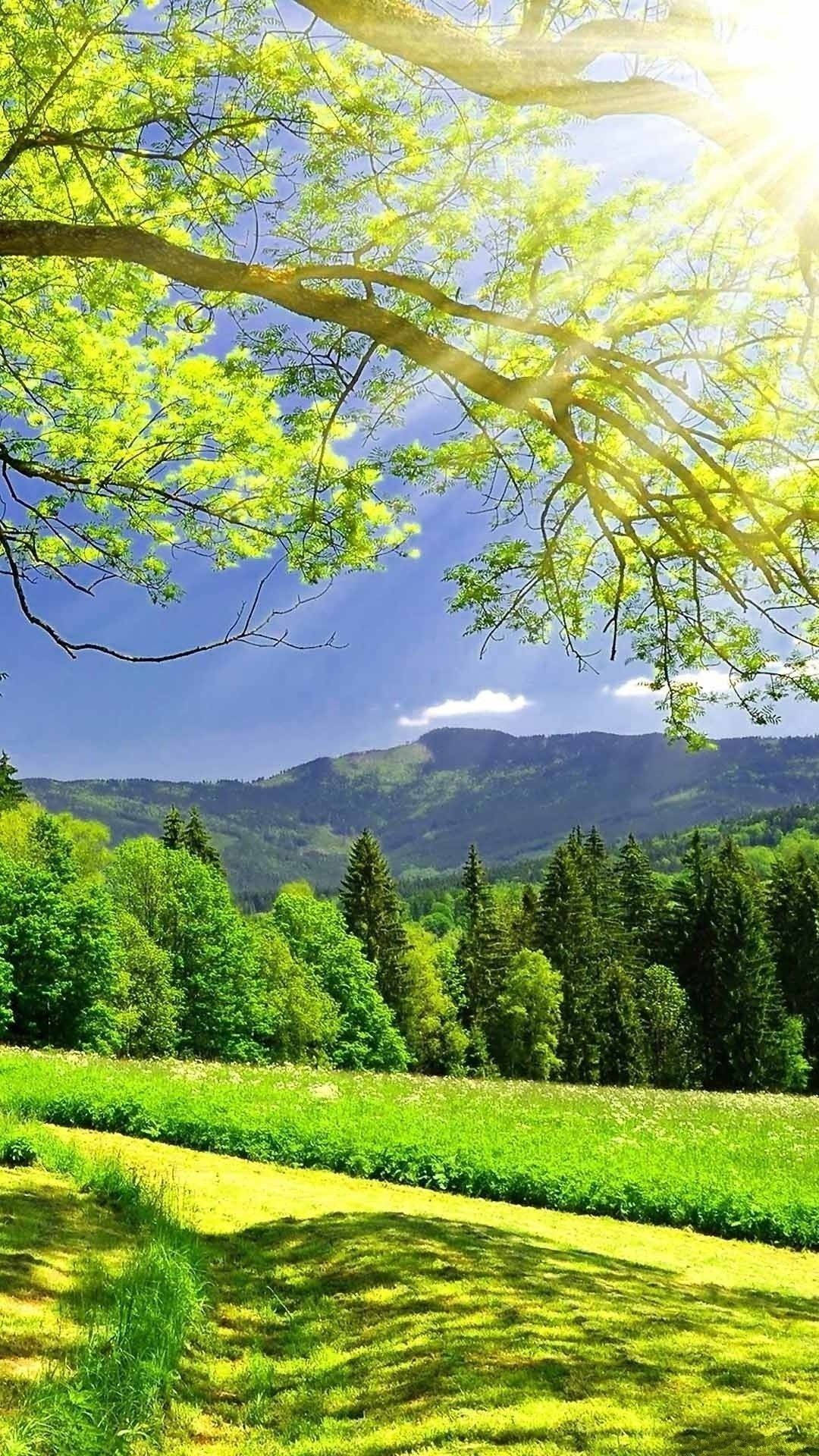 Nature Phone, tree, mountains, Full HD Phone Wallpaper