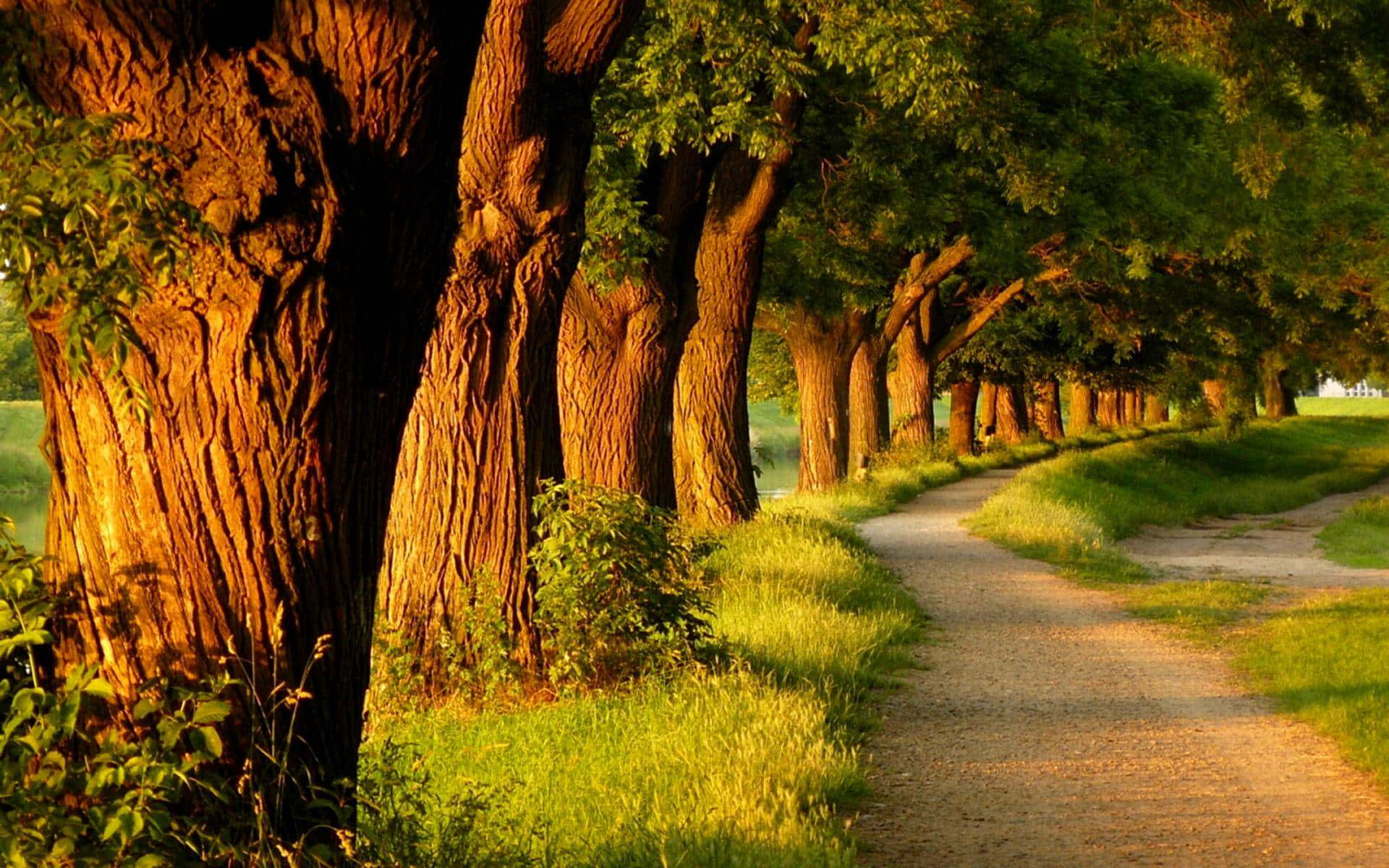 sunny path, dirt path, golden sunlight, Full HD Desktop Wallpaper
