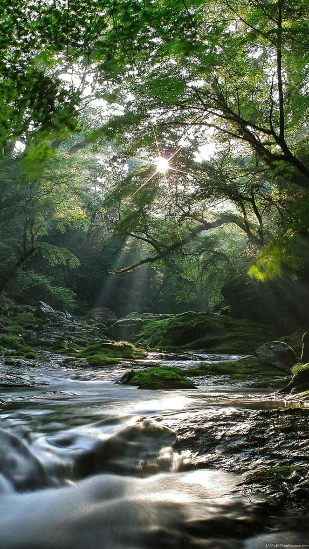 lush forest, mossy forest stream, sunlight, Full HD Phone Wallpaper