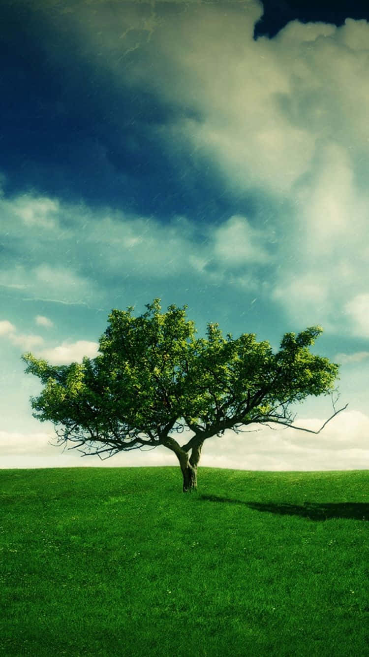 lone leafy tree, vibrant green hill, dramatic cloudy sky, HD Phone Wallpaper